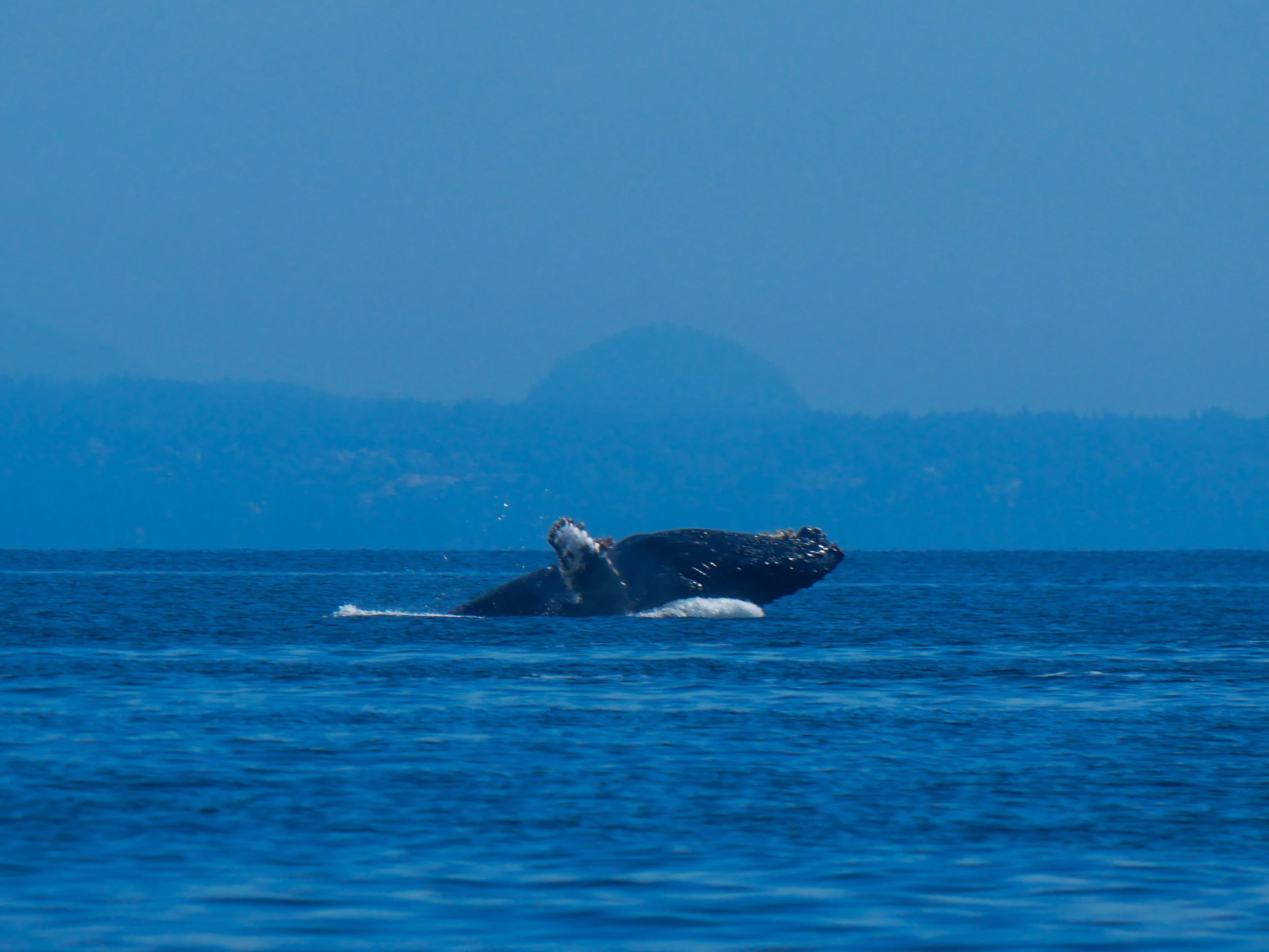 The tail end of a breach by this gentle giant! Photo by Val Watson.