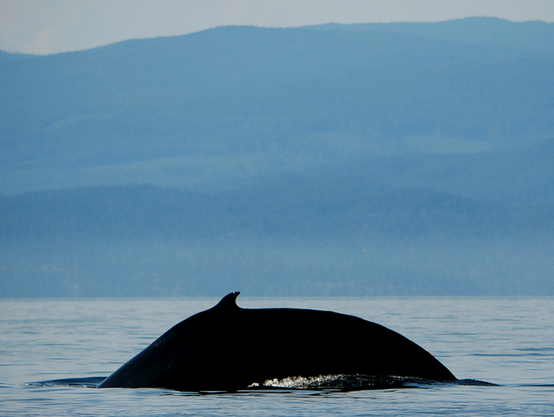 August 5, 2018 - Humpback whale mania Part II!
