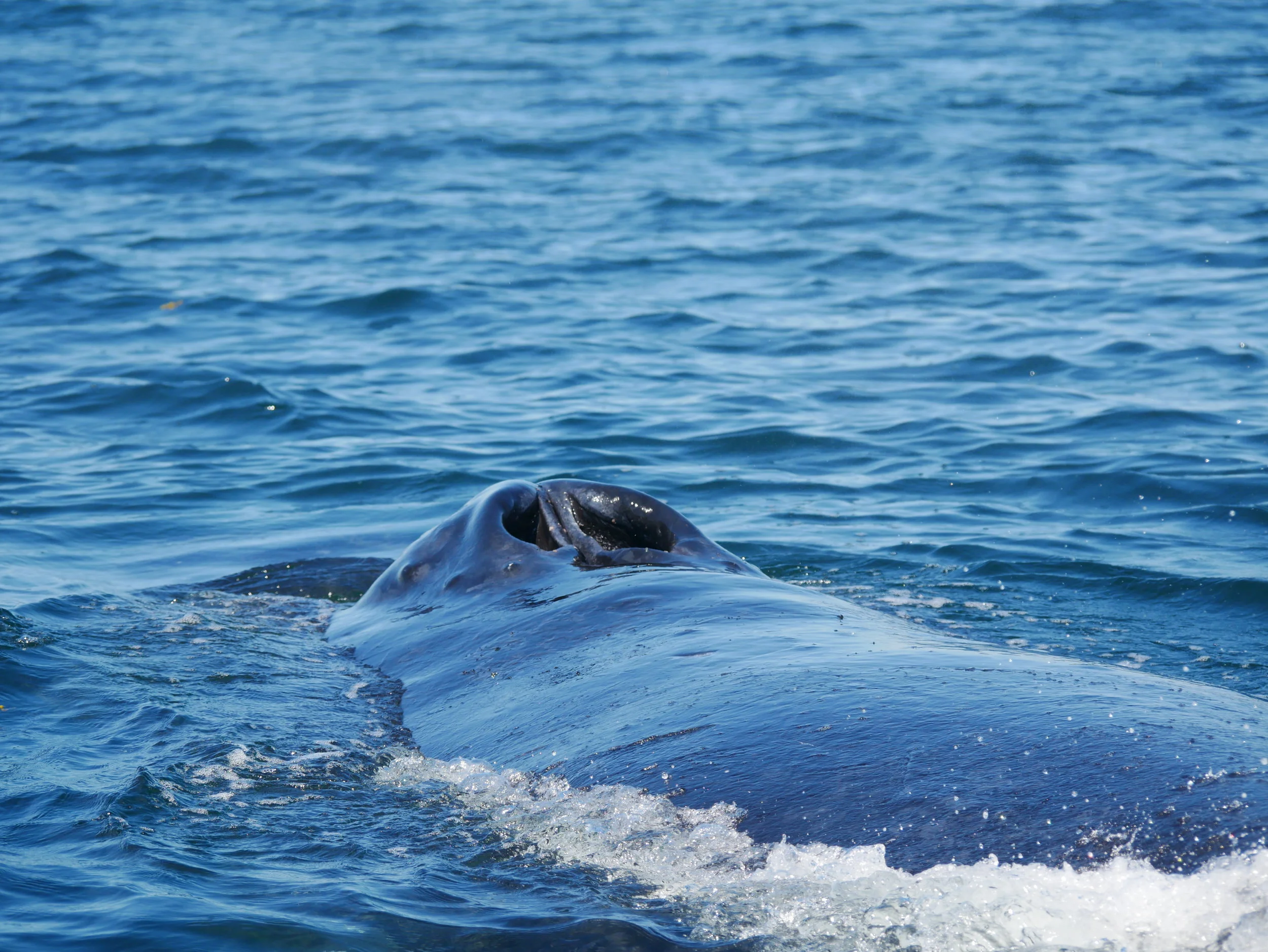 August 6, 2018 - Whale soup at Halibut Banks, humpbacks galore!