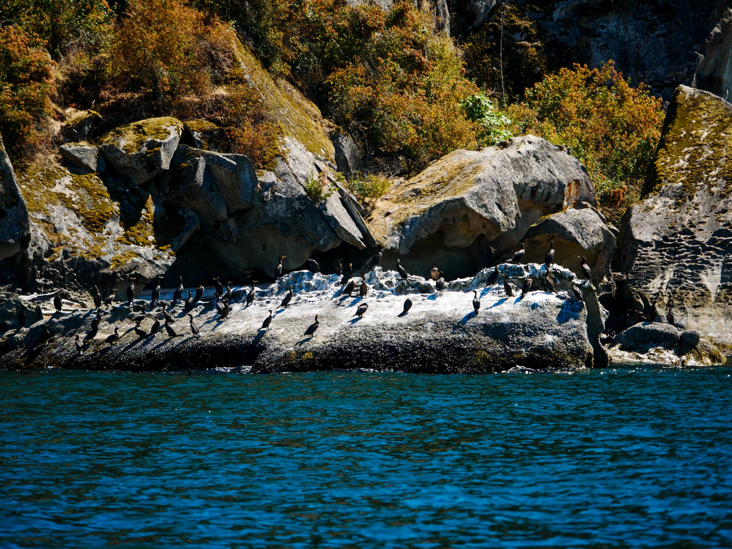 Cormorants resting on the sandstone bluffs. Photo by Alanna Vivani 10:30 tour