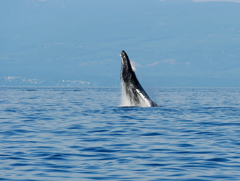 Breaching calf again! We cant get enough! Photo by Rodrigo Menezes.