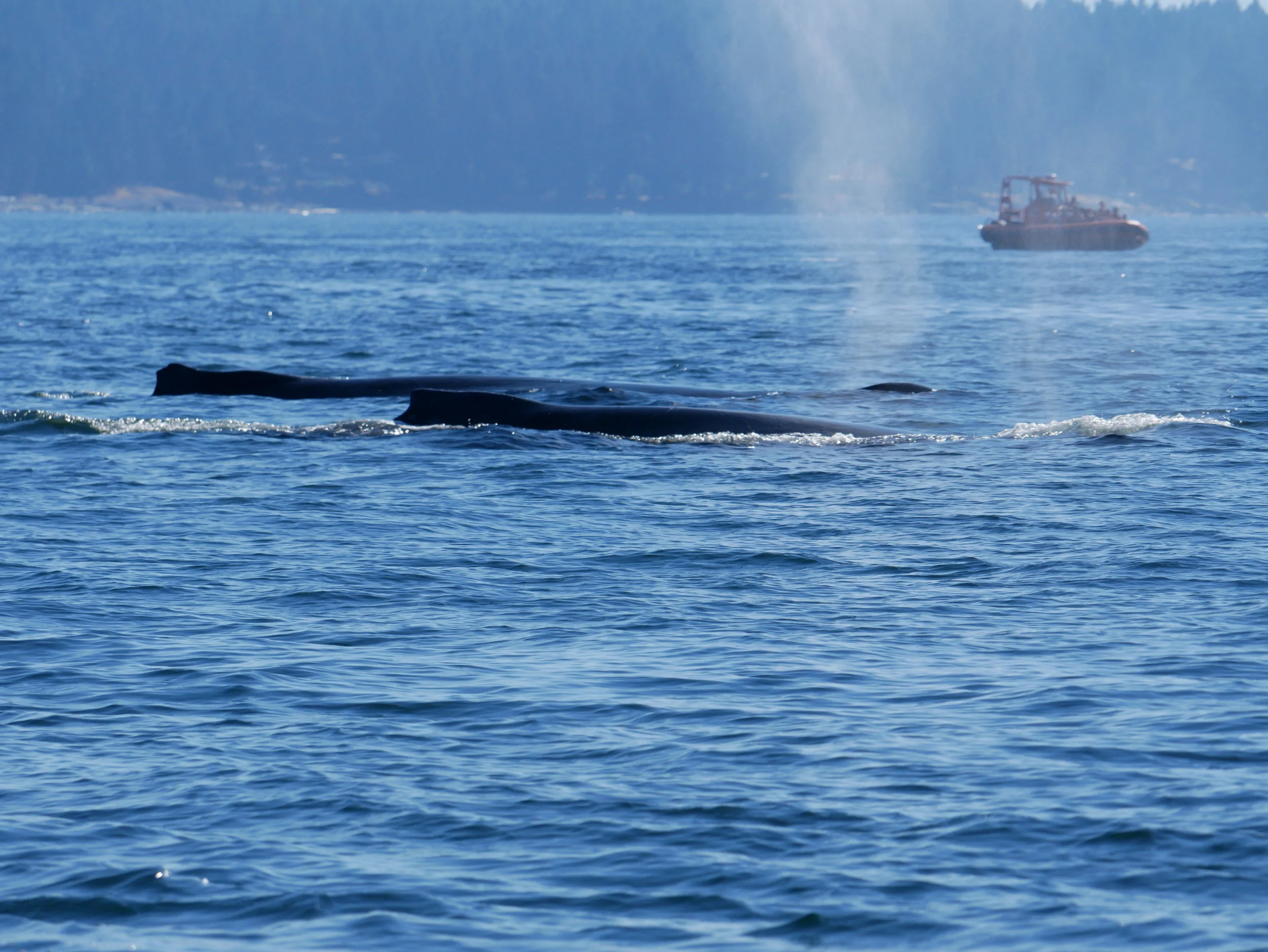 August 9, 2018 - The week of humpbacks continues