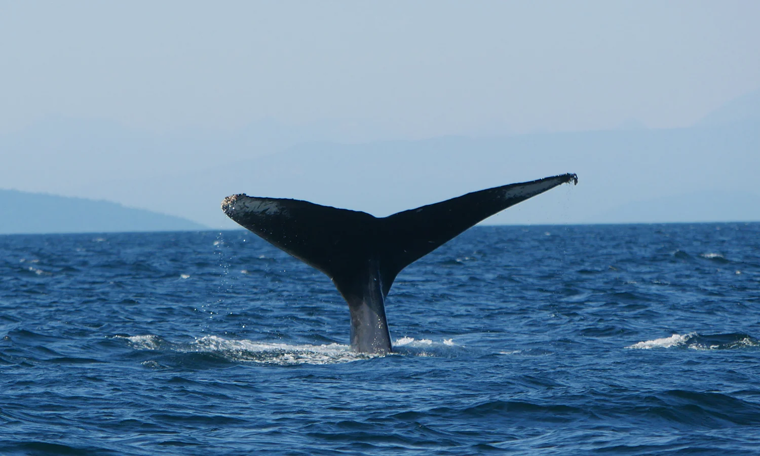 A big fluke from Heather. Photo by Val Watson.