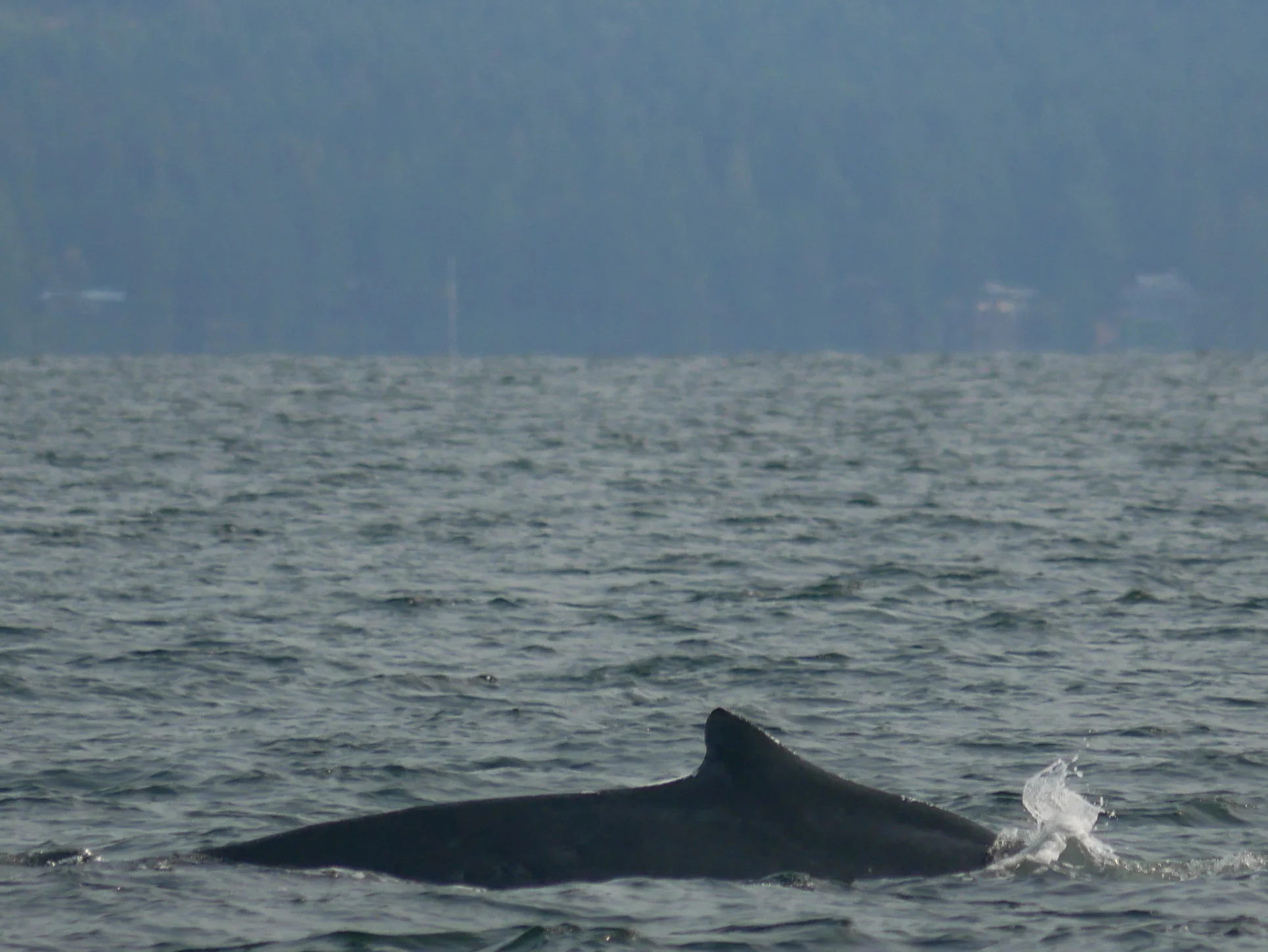Dorsal fins help us to identify whales and become particularly helpful if the whale isn't fluking! Photo by Alanna Vivani