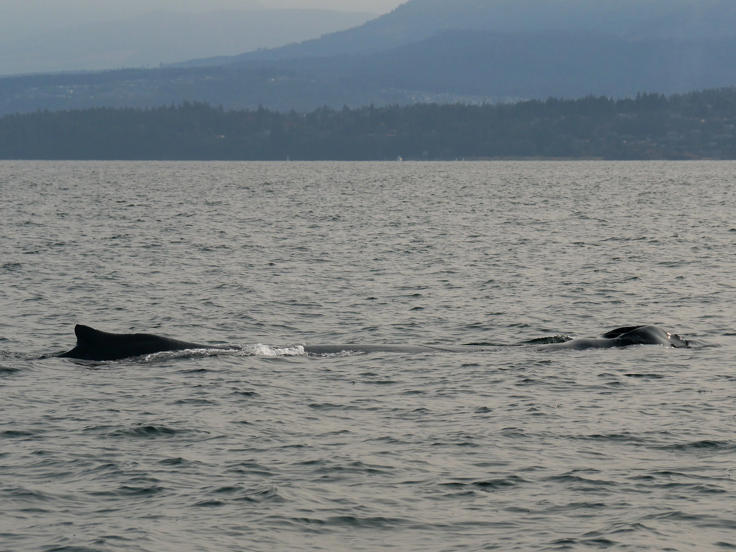 Humpback whales have two blowholes and their exhales can can get 10-15ft high depending on the size of the whale. Photo by Alanna Vivani