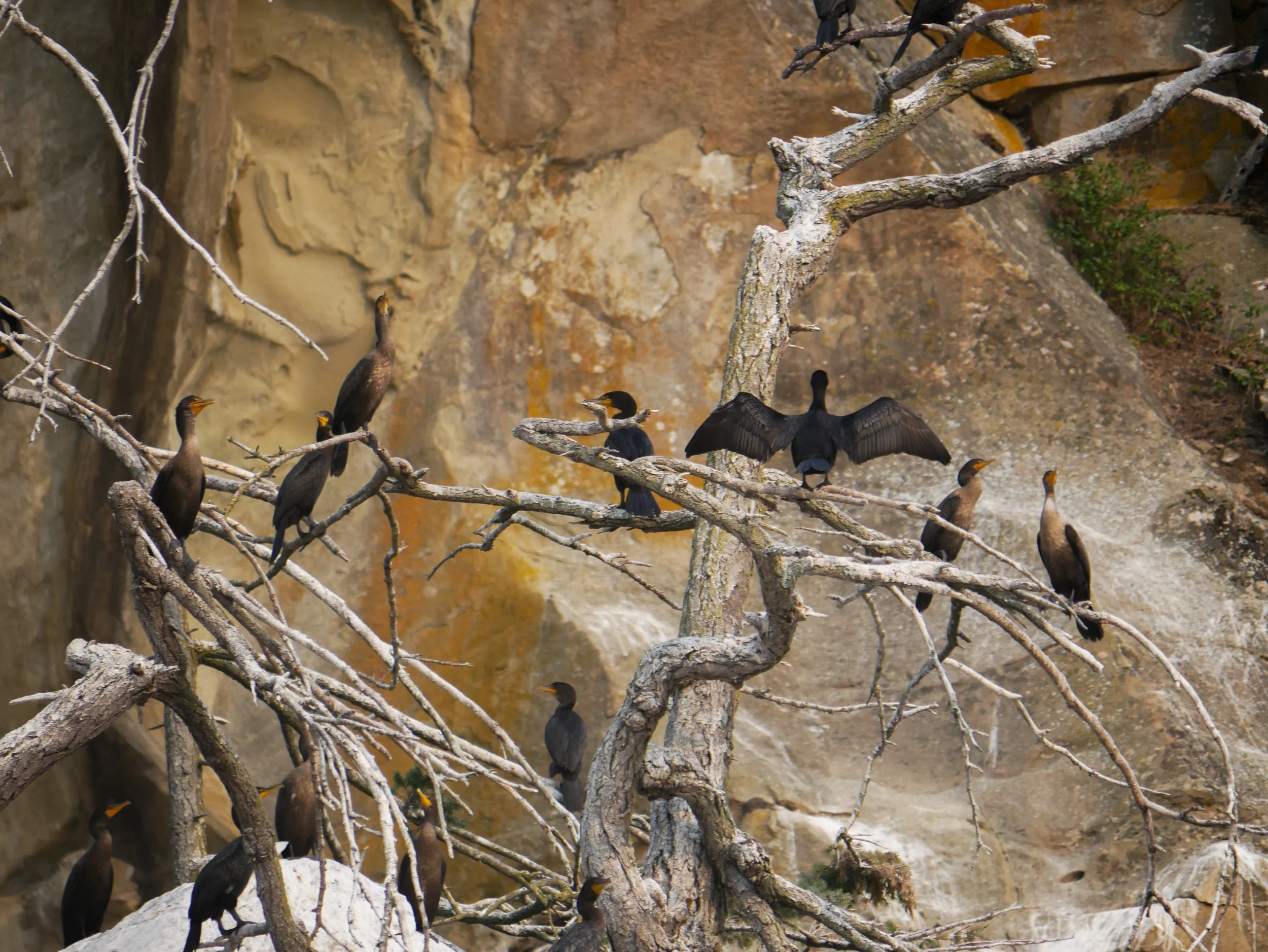 Many juvenile Double-crested cormorants taking a break on an old tree near Gabriola Island. Photo by Alanna Vivani