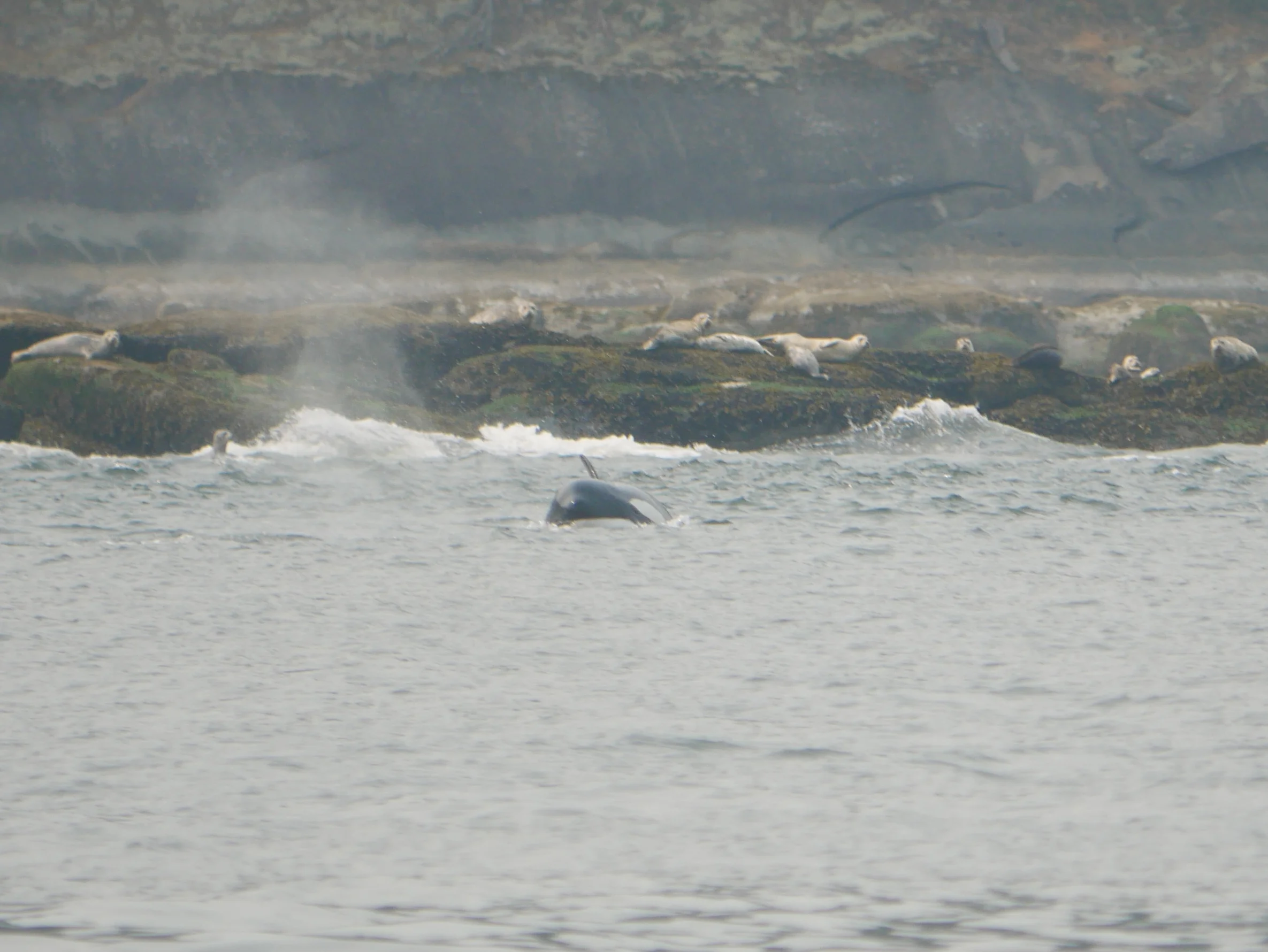 Peaking out of the water during the hunt. Check out those scared seals in the background. Photo by Val Watson.