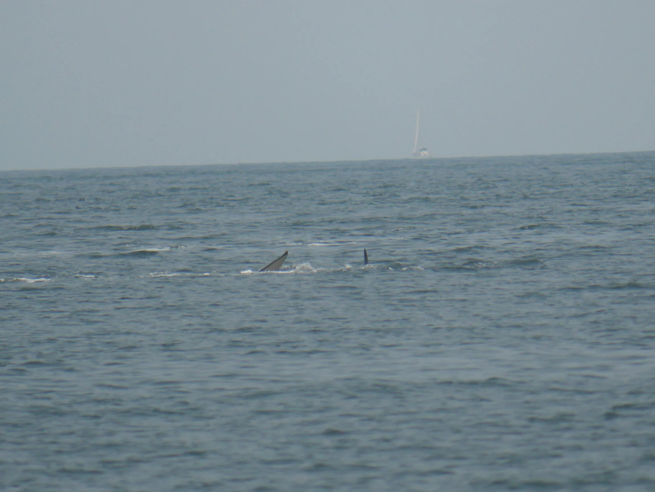 Little fluke sticking out of the water! Photo by Val Watson.