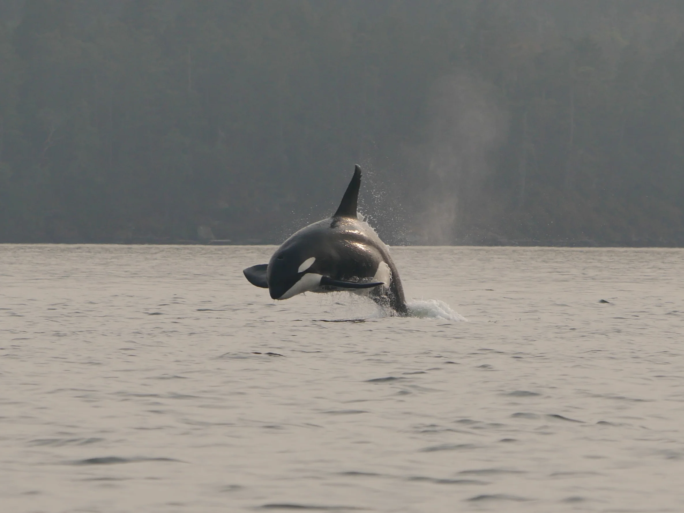 August 15, 2018 - Transients throughout the Southern Gulf Islands!