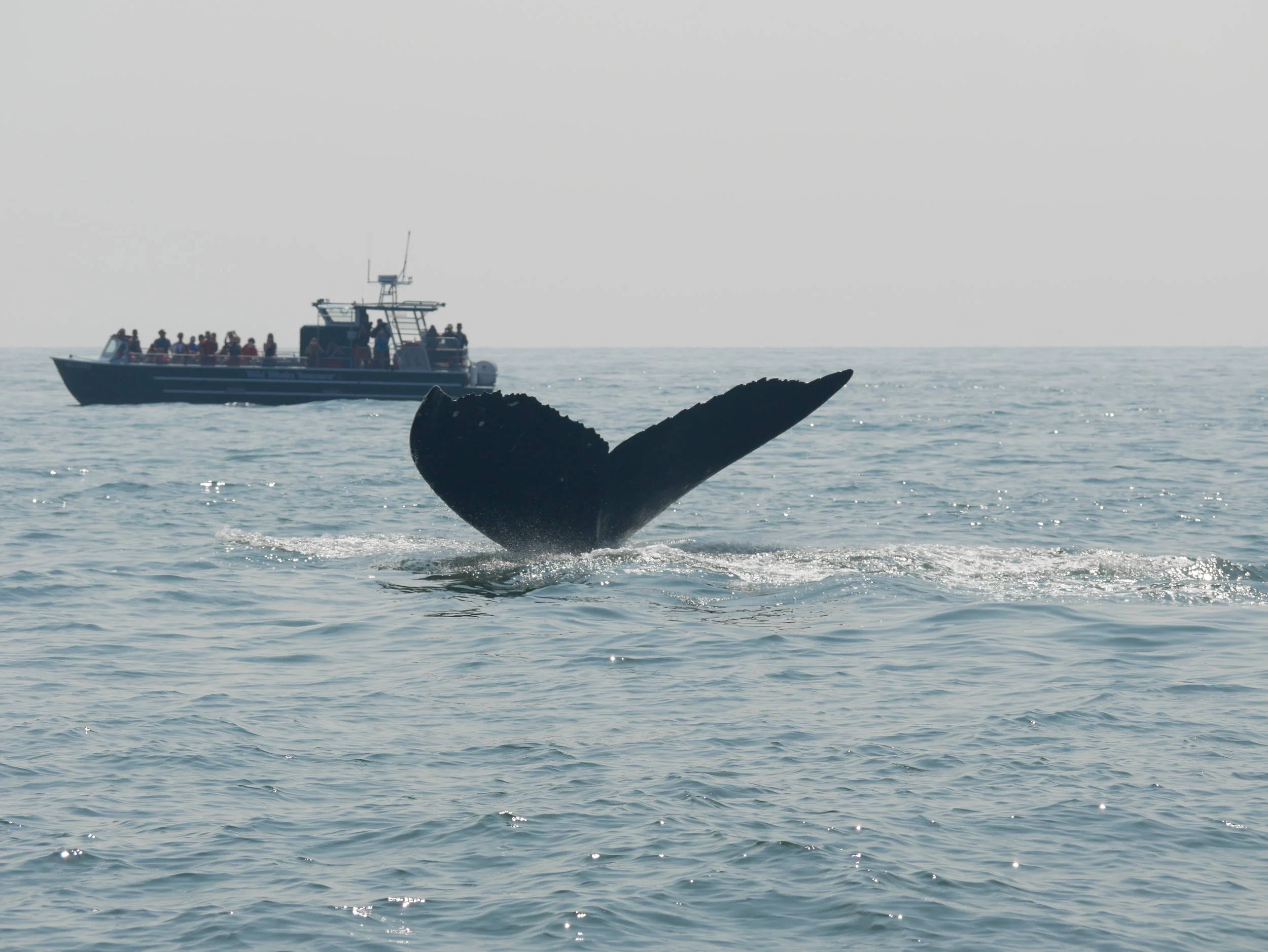 August 16, 2018 - Best of both Worlds, orcas AND a humpback!