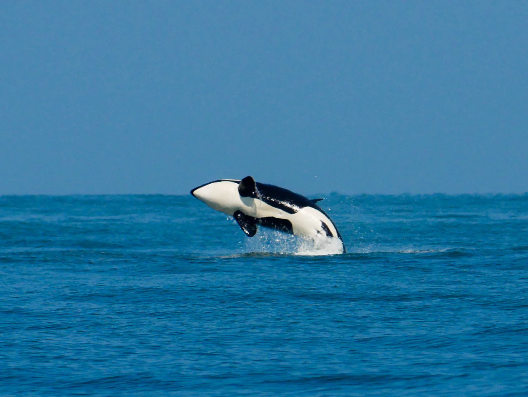 Once you see an orca breach, you'll never forget it! Photo by Jenna Keen - 10:30 tour.