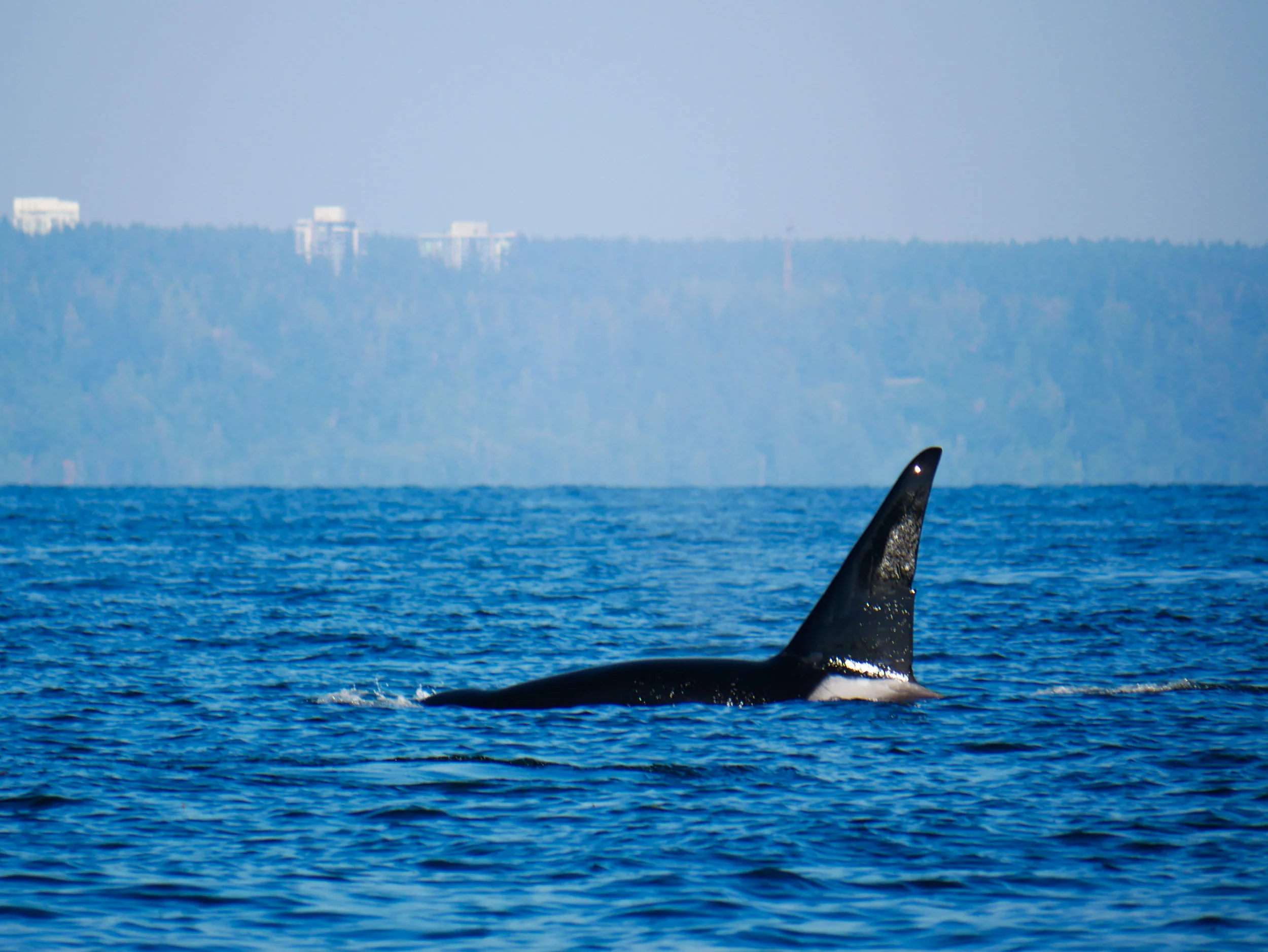 T46E (15 year old male) surfacing. Photo by Val Watson - 3:30 tour.