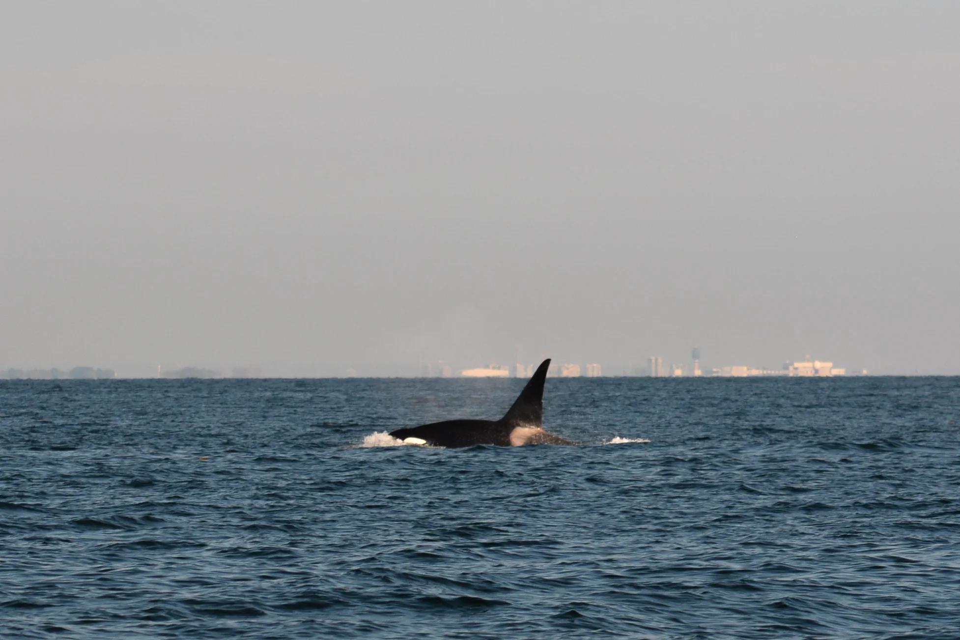 T46E surfaces in front of the Vancouver skyline. Photo by Jenna Keen - 3:30 tour.