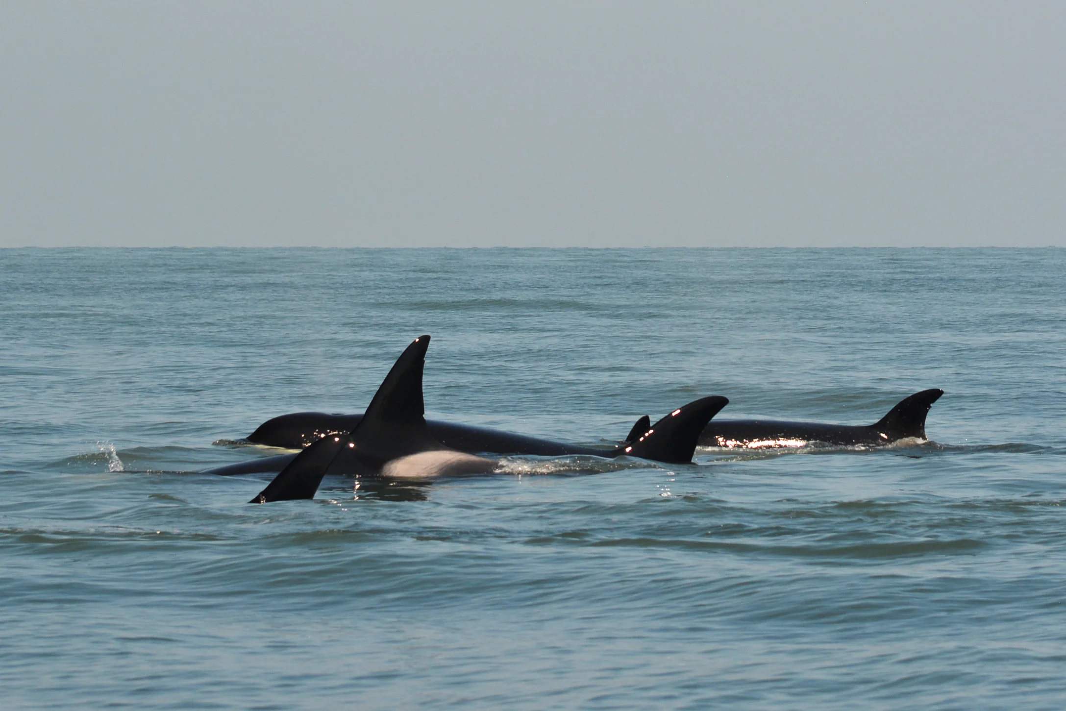 Can you spot all 5 orcas in this shot? Photo by Val Watson - 10:30 tour.