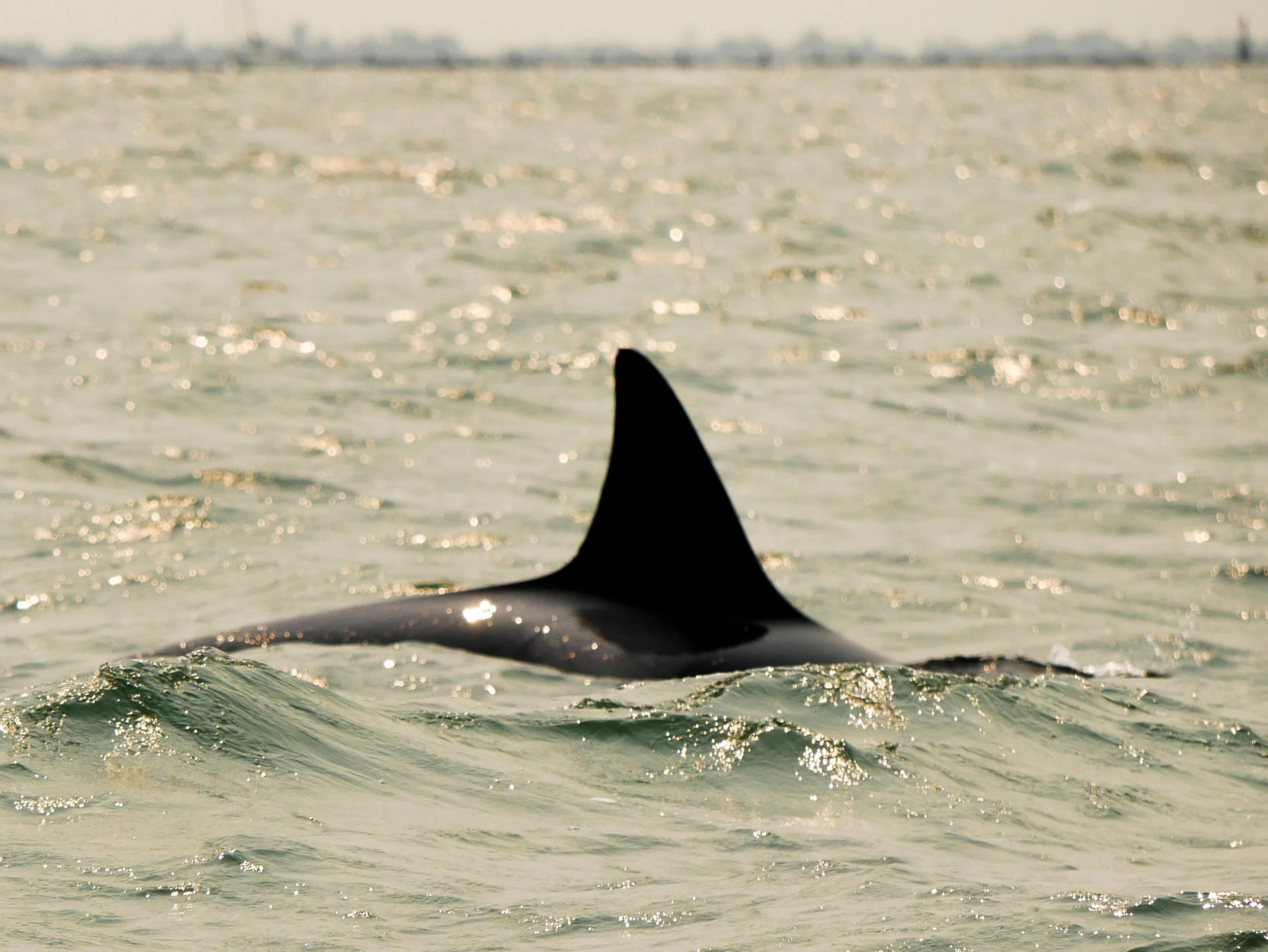 A member of pod surfacing. Photo by Rodrigo Menezes - 10:30 tour.