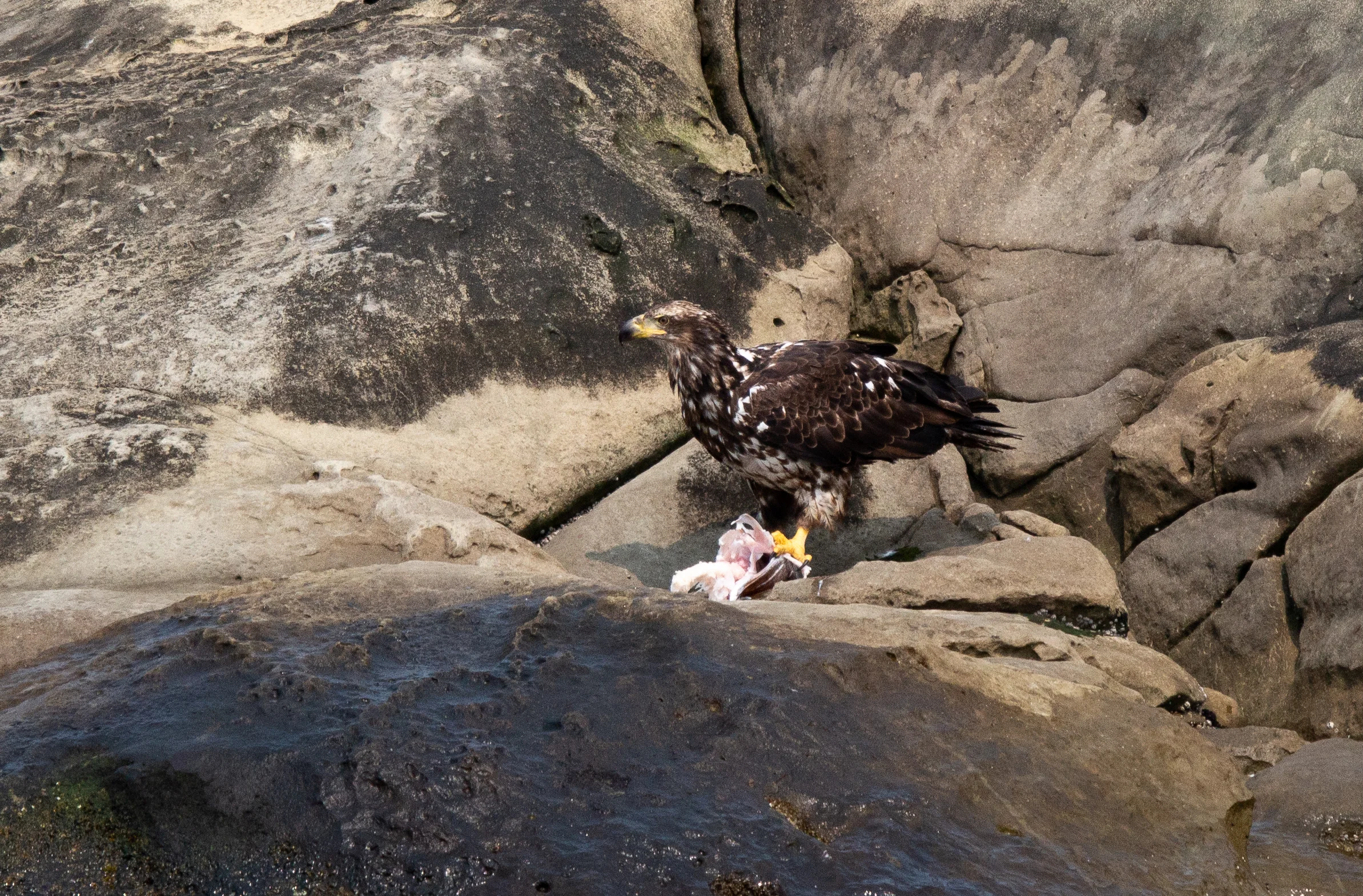 A juvenile bald eagle rips apart a fish head in front of guests. Photo by Natalie Reichenbacher