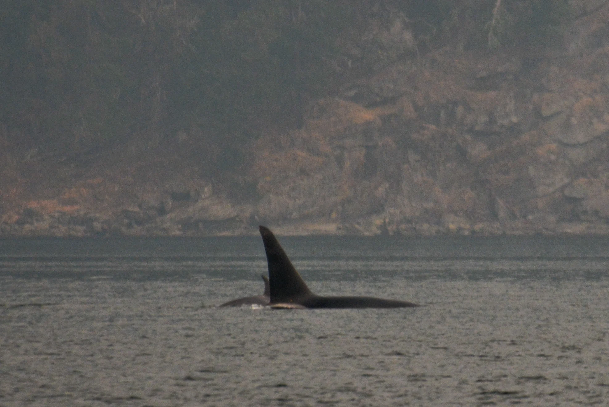 T2C1 surfacing with their younger sibling in behind. Check out that size difference! wow. Photo by Rodrigo Menezes.