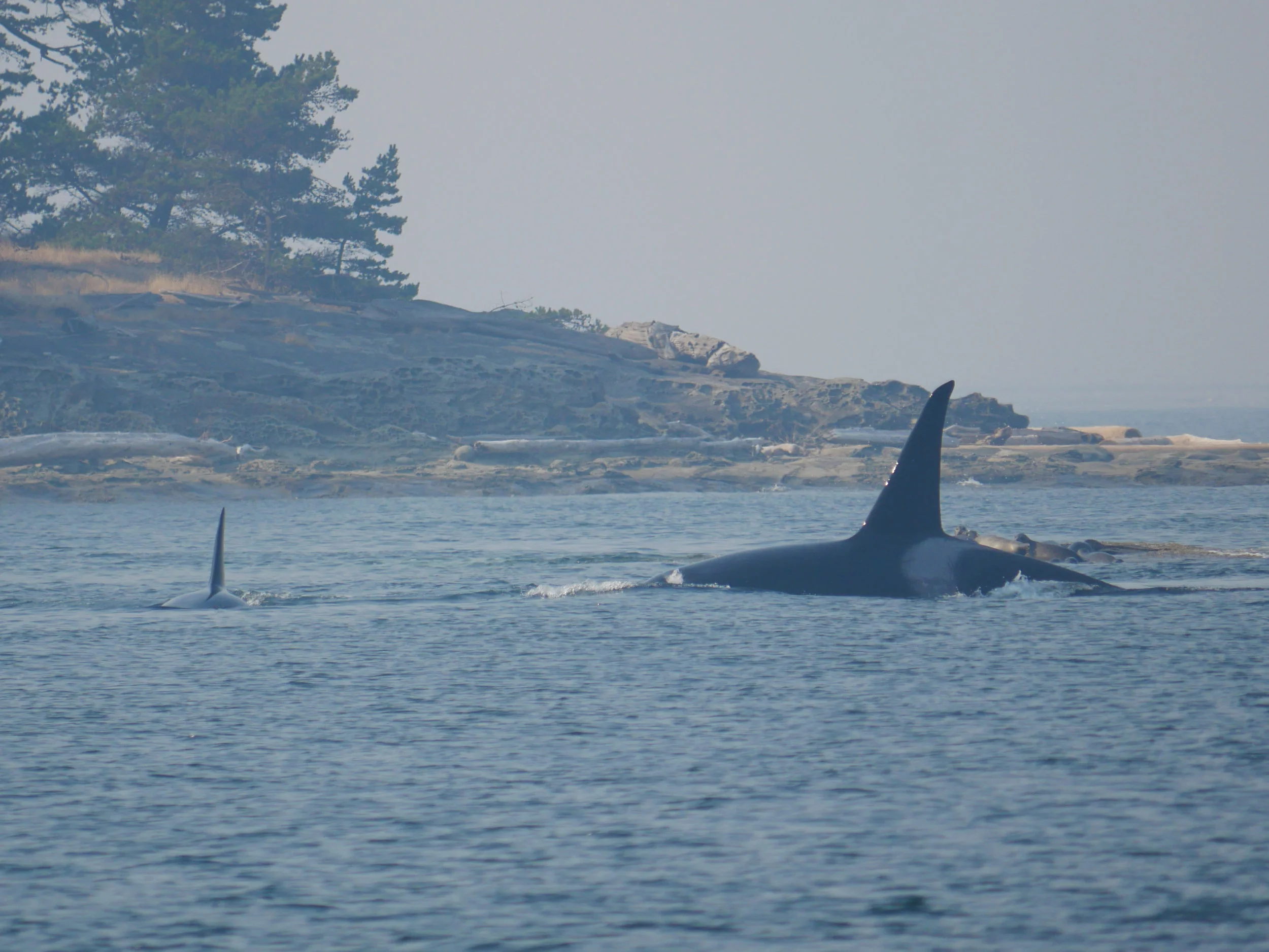 Rocky (T2C1) scaring the seals. Photo by Alanna Vivani.