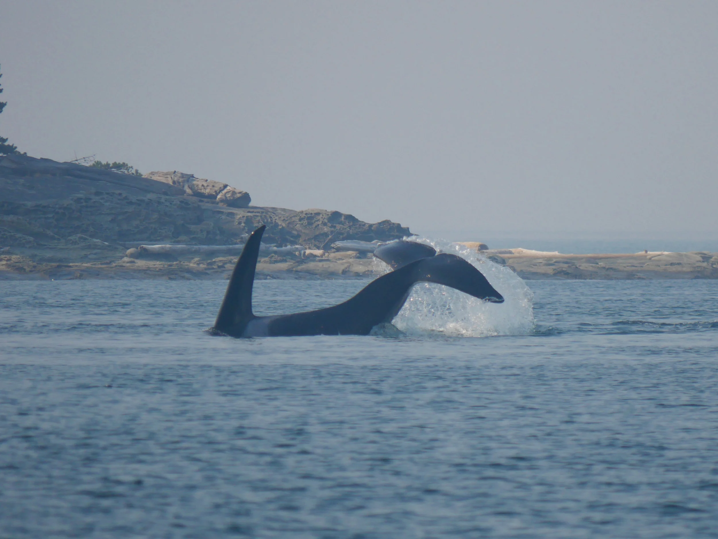 Another tail slap! Photo by Alanna Vivani