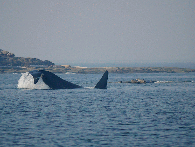August 21, 2018 - Orca Soup!