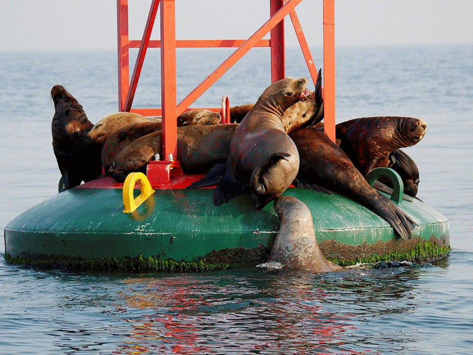 Bonus Sea Lions! Photo by Alanna Vivani