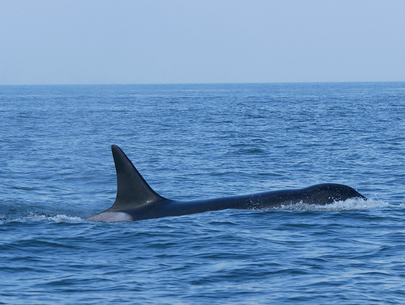 The female orca as she descends back into the water. Video by Rodrigo Menezes. 