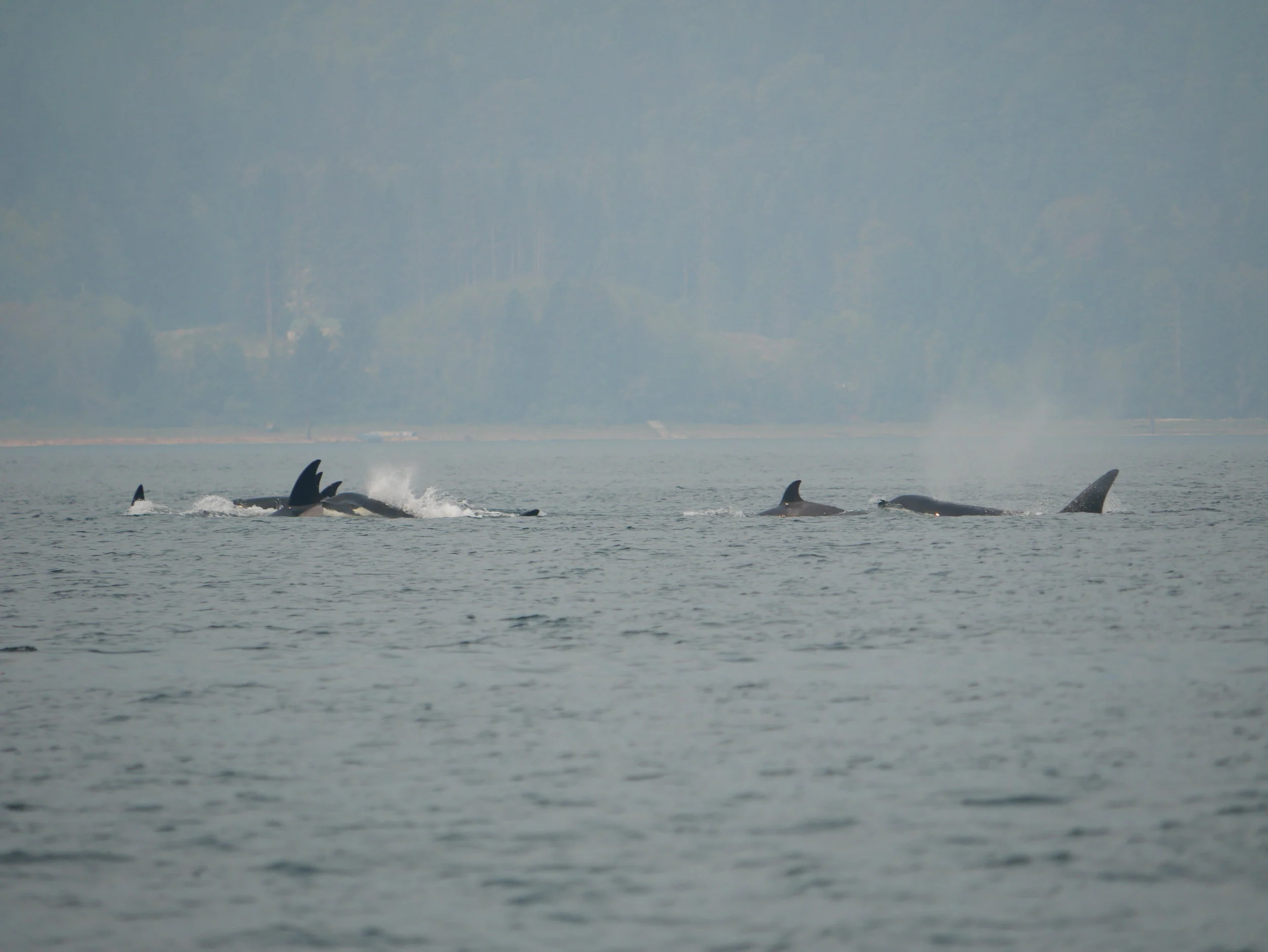 August 22, 2018 - Many Killer whales in Howe Sound!