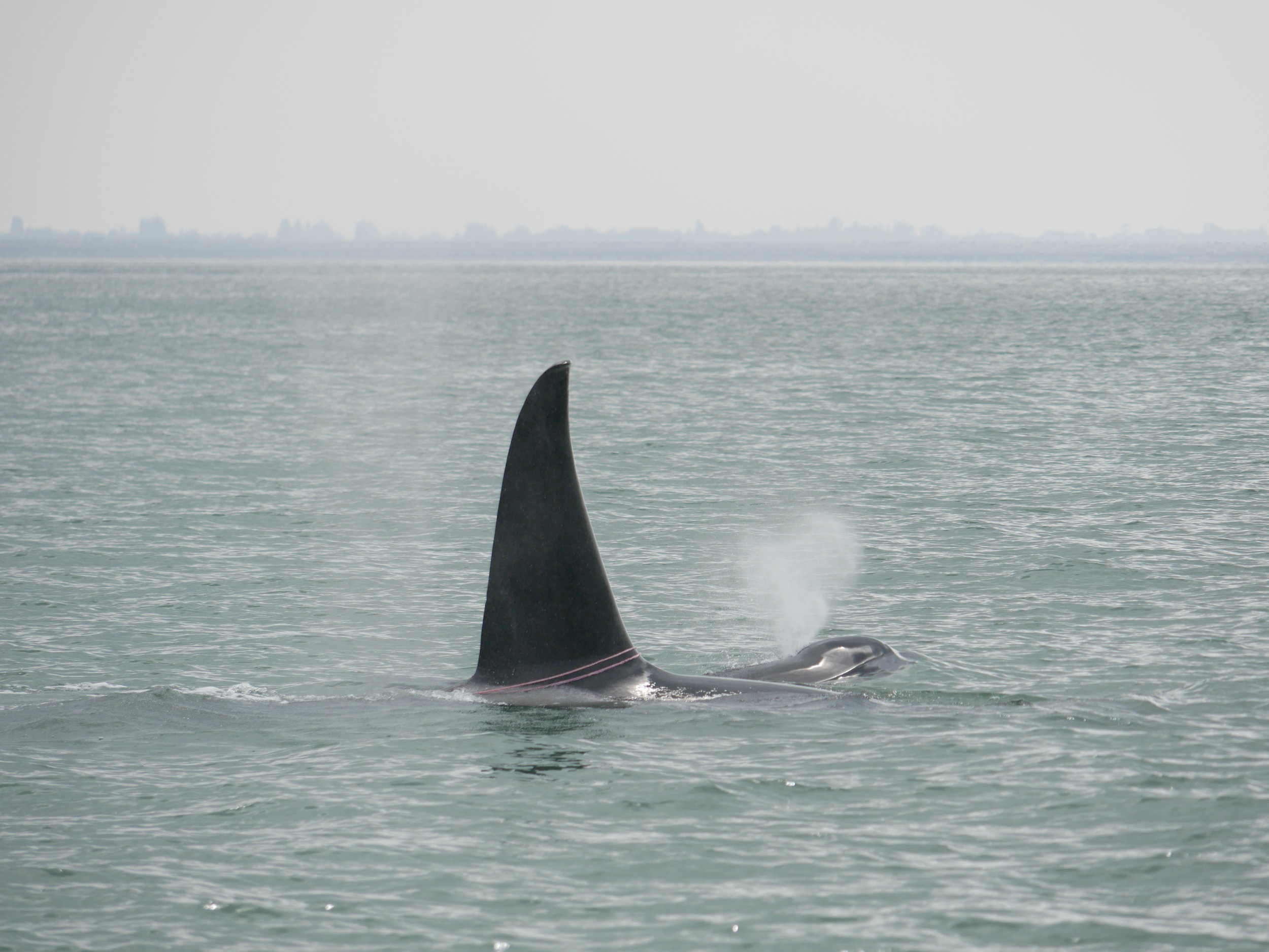 August 23, 2018 - A lunch with the T101's