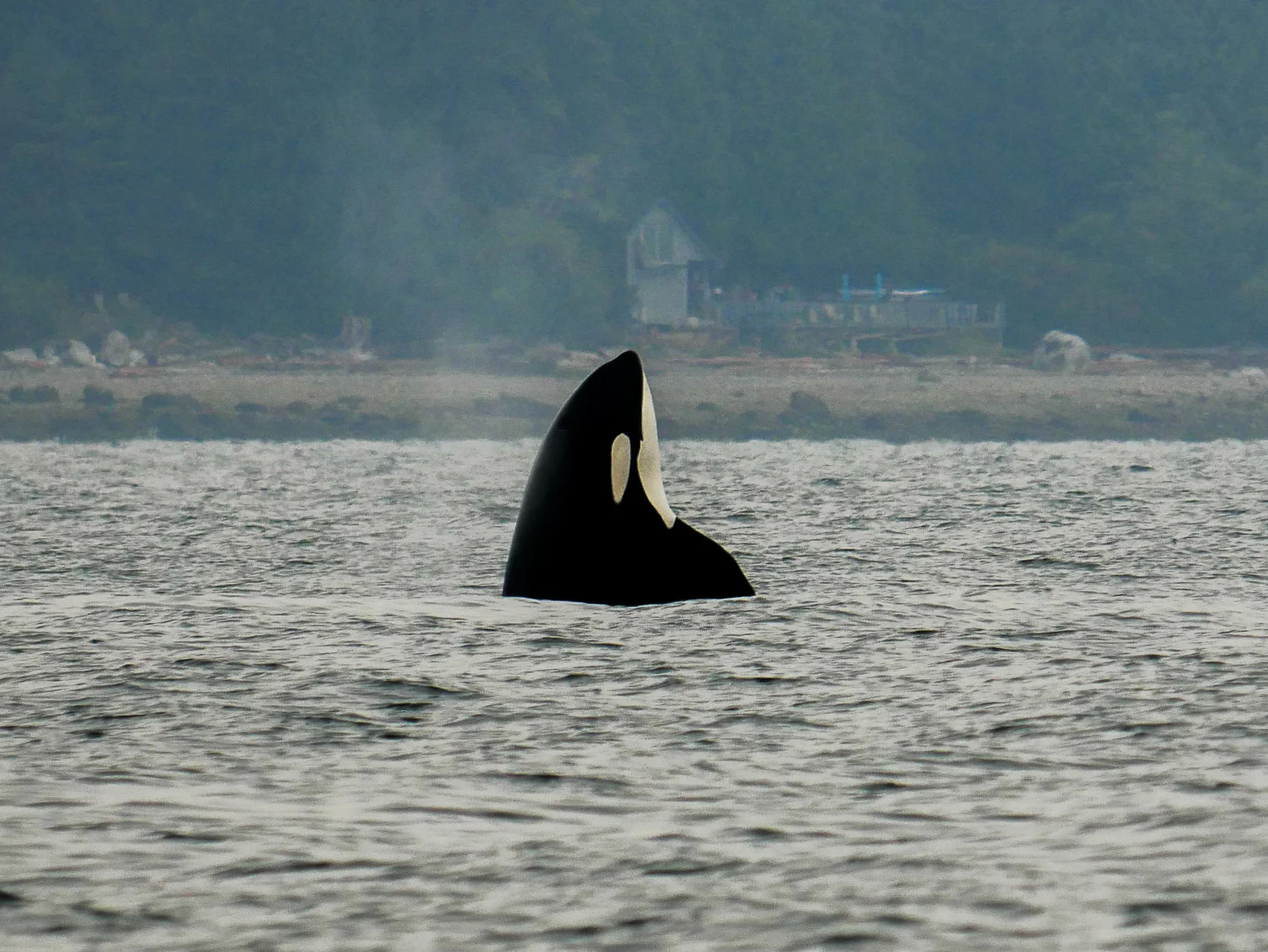 Orca spy hops off the shoreline. Photo by Alanna Vivani - 10:30 tour.