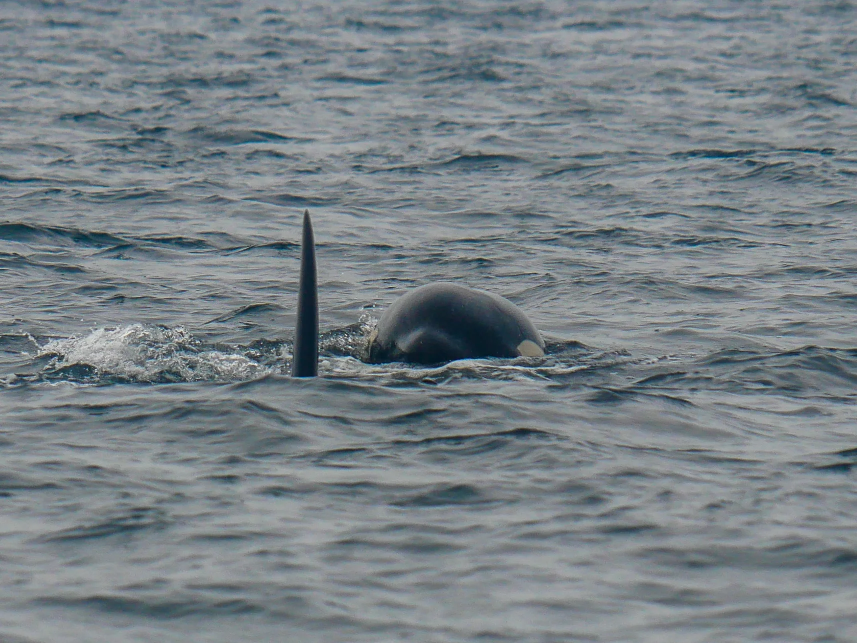 Peek-a-boo! Catching the beginning of a surface from the orca on the right. Photo by Rodrigo Menezes - 3:30 tour.