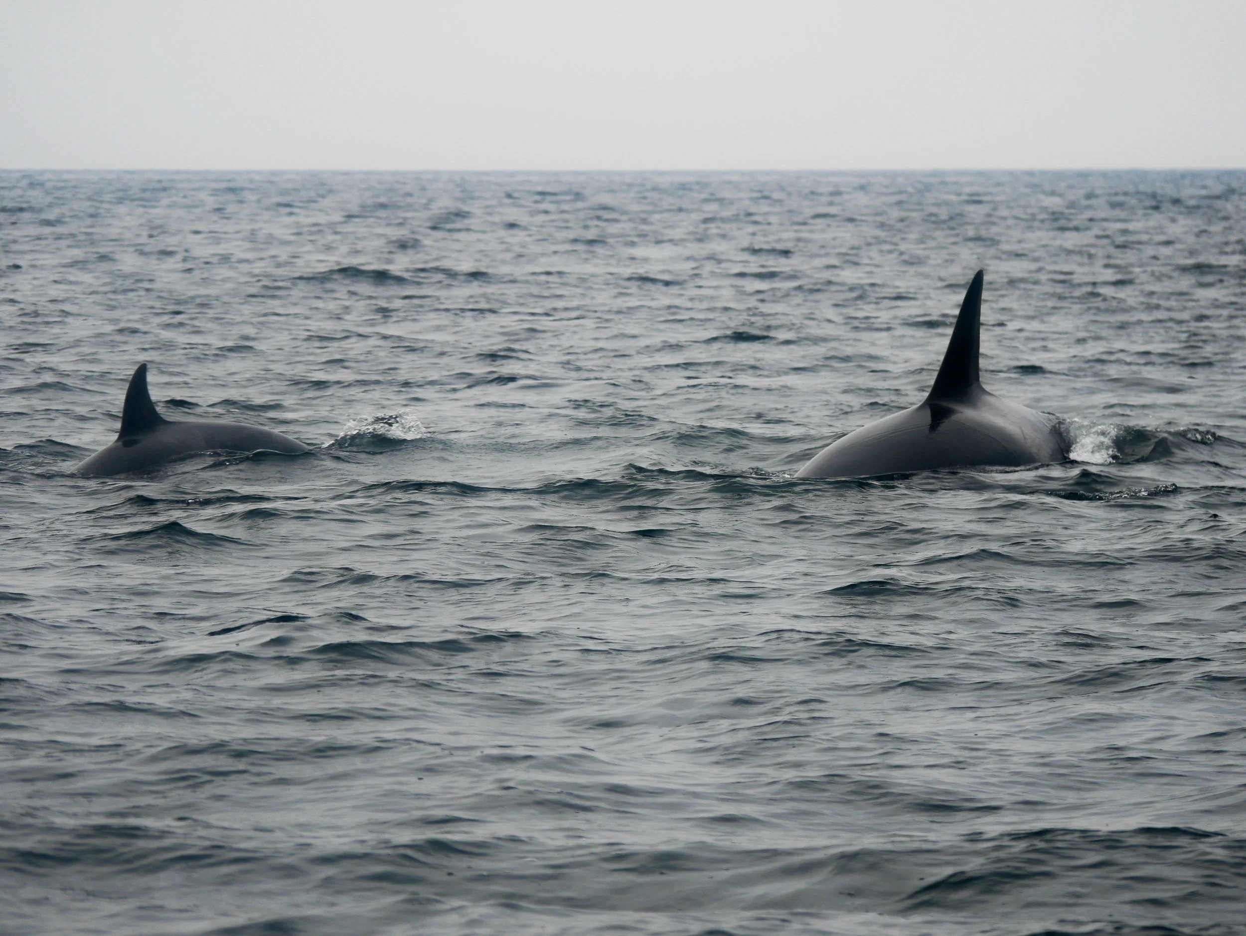 This angle really shows you size difference between a calf and a juvenile orca. Photo by Rodrigo Menezes - 3:30 tour.