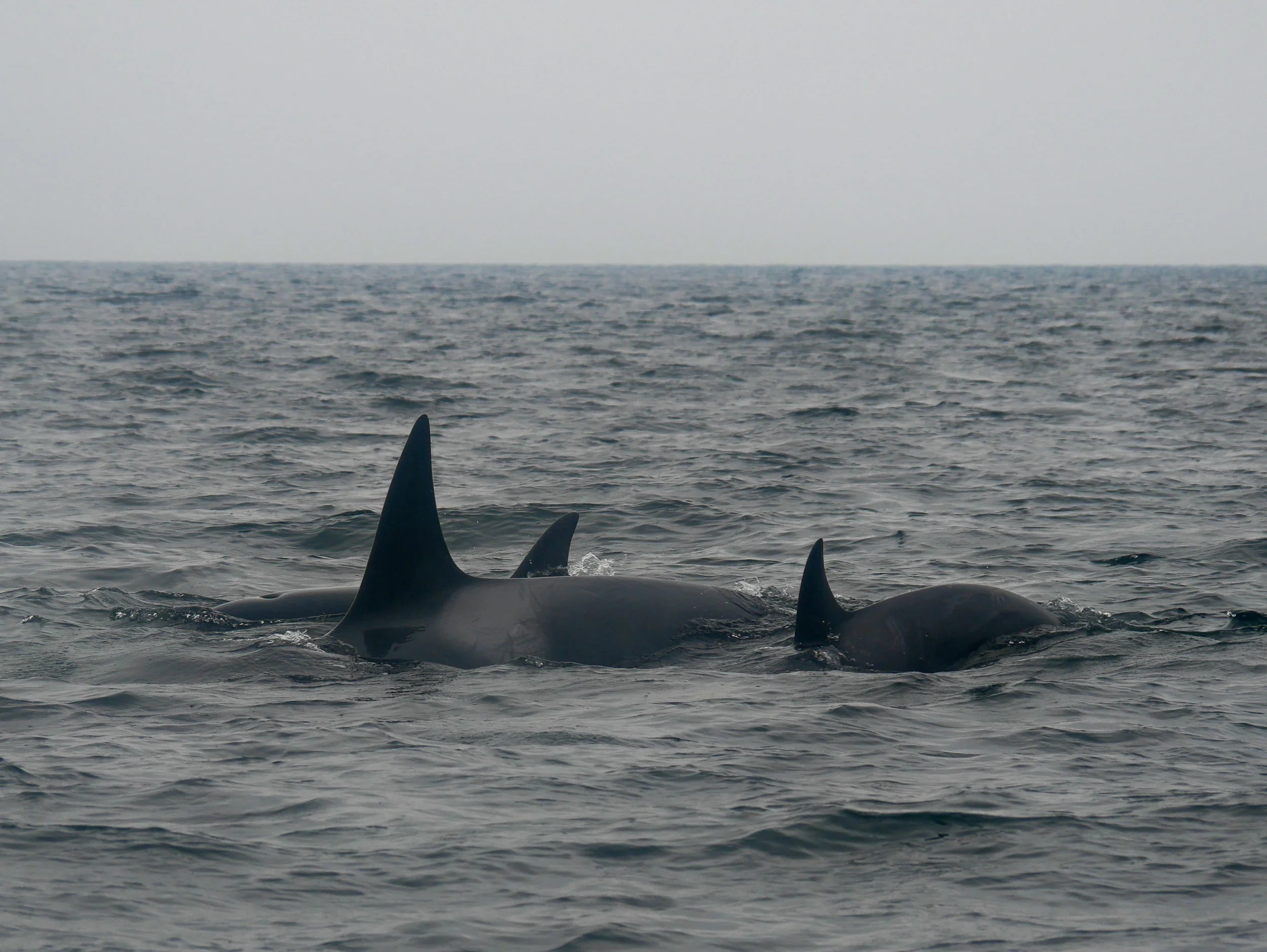 3 members in the pod surface together, calf on the far right! Photo by Rodrigo Menezes - 3:30 tour.
