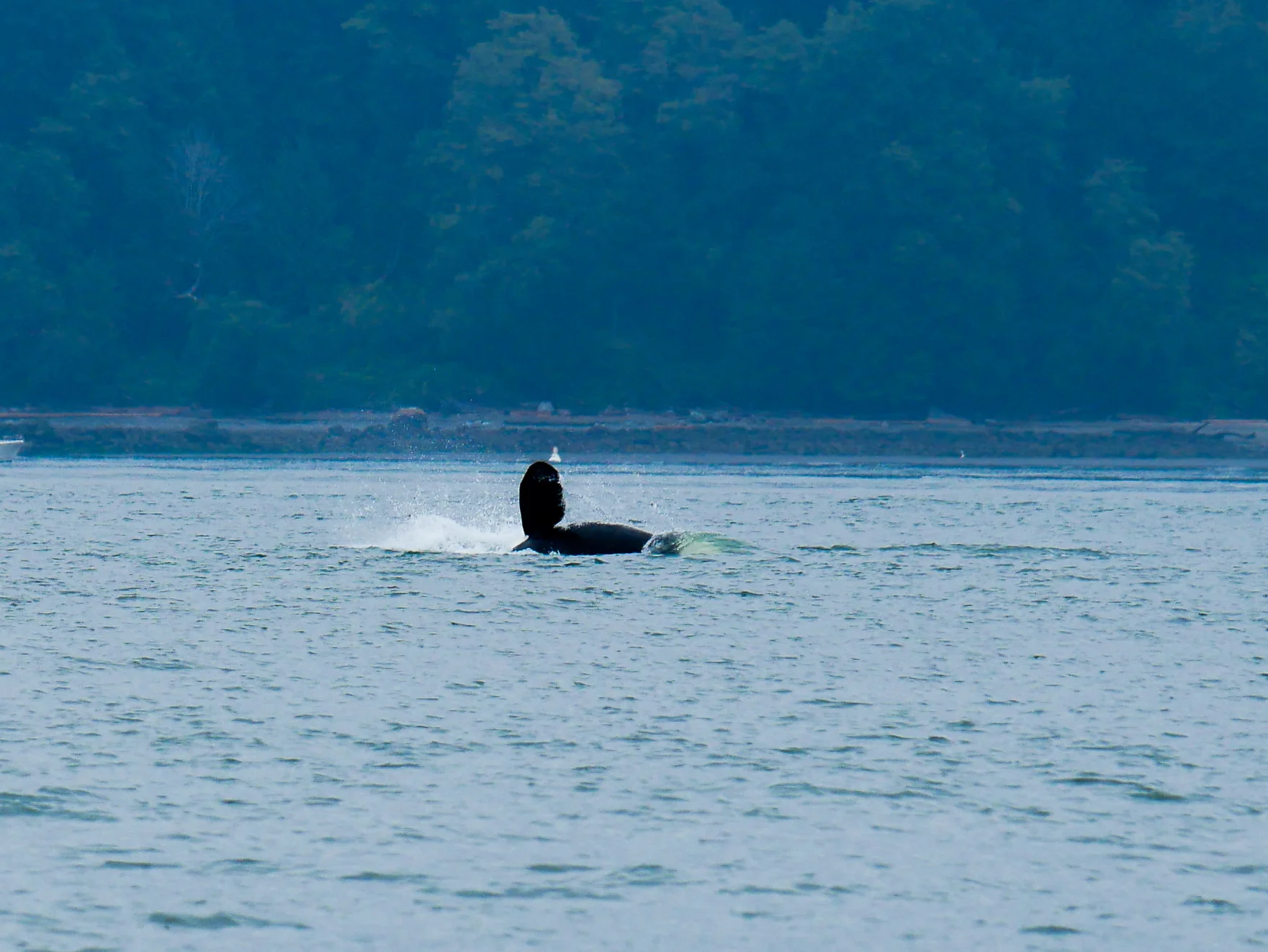 Pectoral fin on display during a cartwheel. Photo by Alanna Vivani - 10:30 tour.