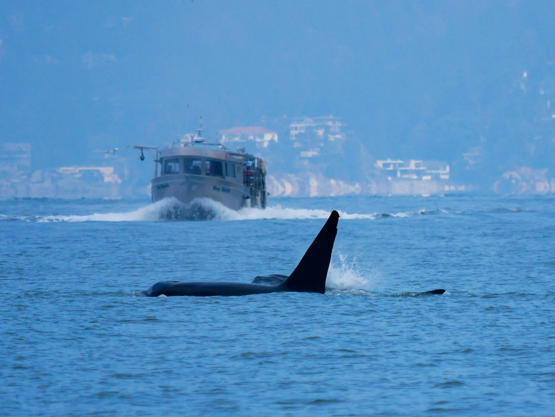 T87 surfaces in front of a member from T90. Photo by Alanna Vivani - 10:30 tour.