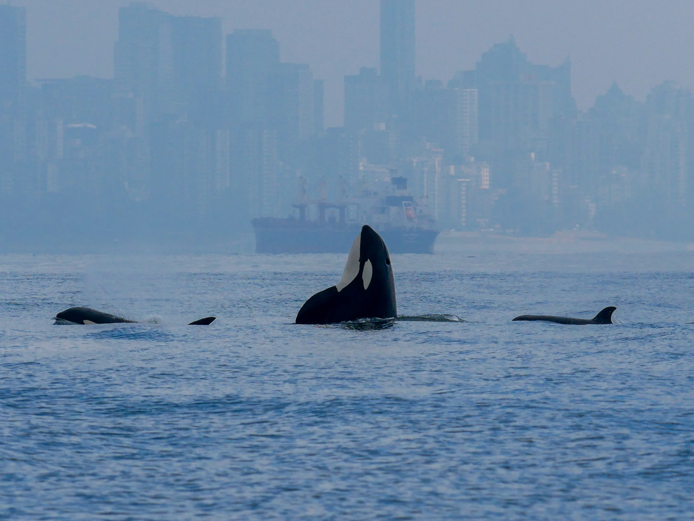 I spy an orca spy hopping among the rest of the pod. Photo by Alanna Vivani - 10:30 tour.
