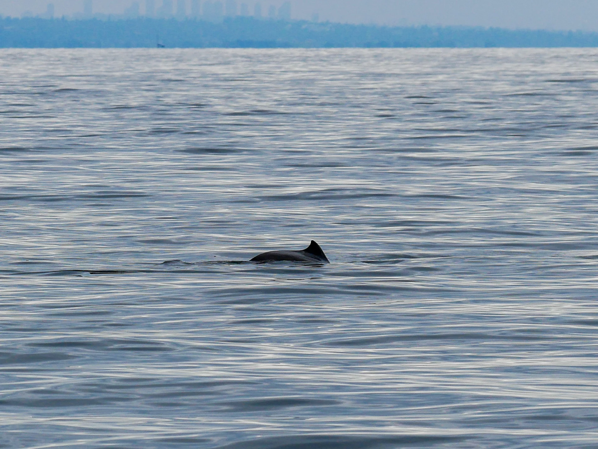 Harbour porpoise part 2! Photo by Alanna Vivani - 10:30 tour.