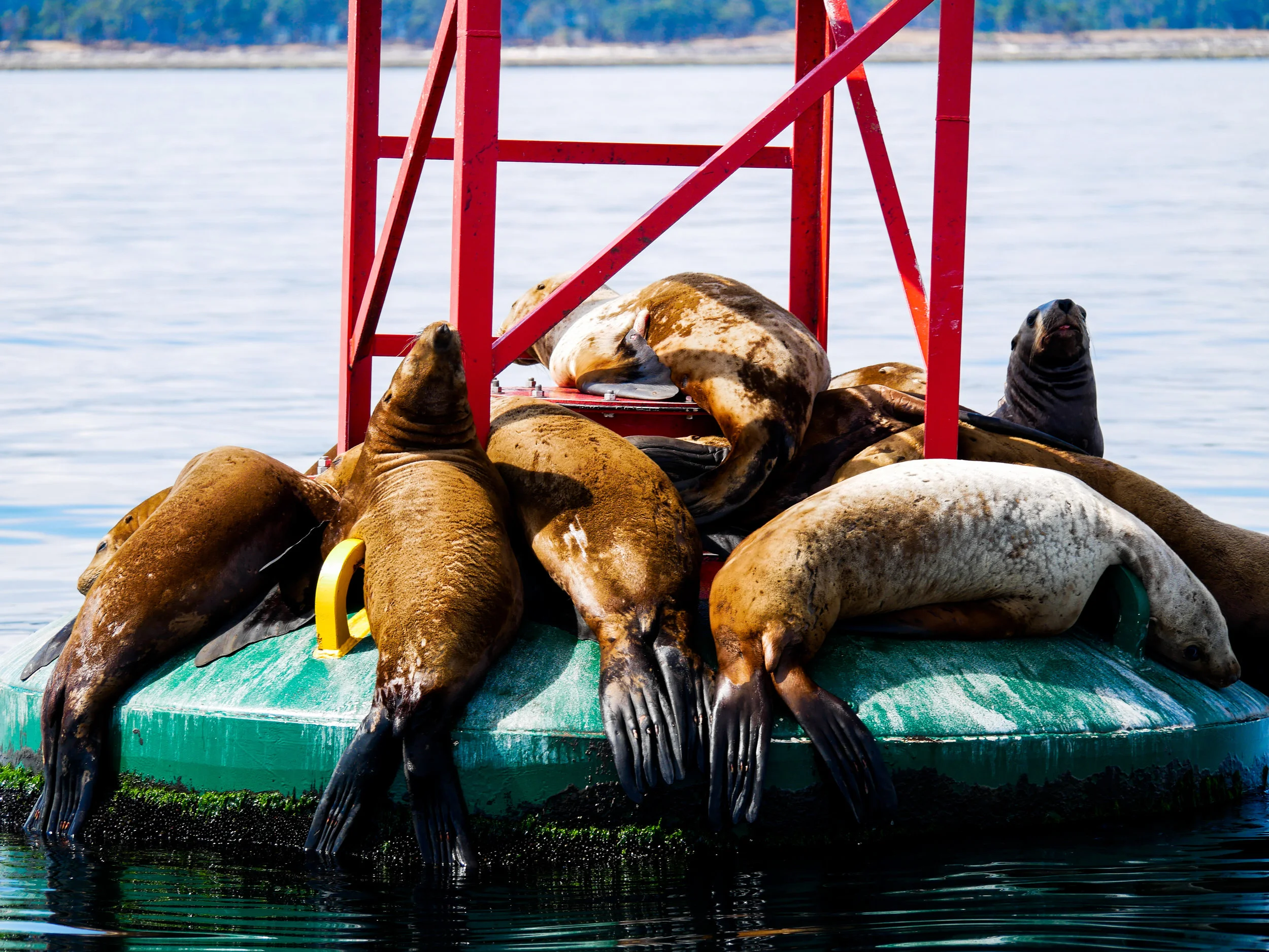 Steller sea lions on the buoy in Gabriola Reefs. Photo by Alanna Vivani - 10:30 tour.