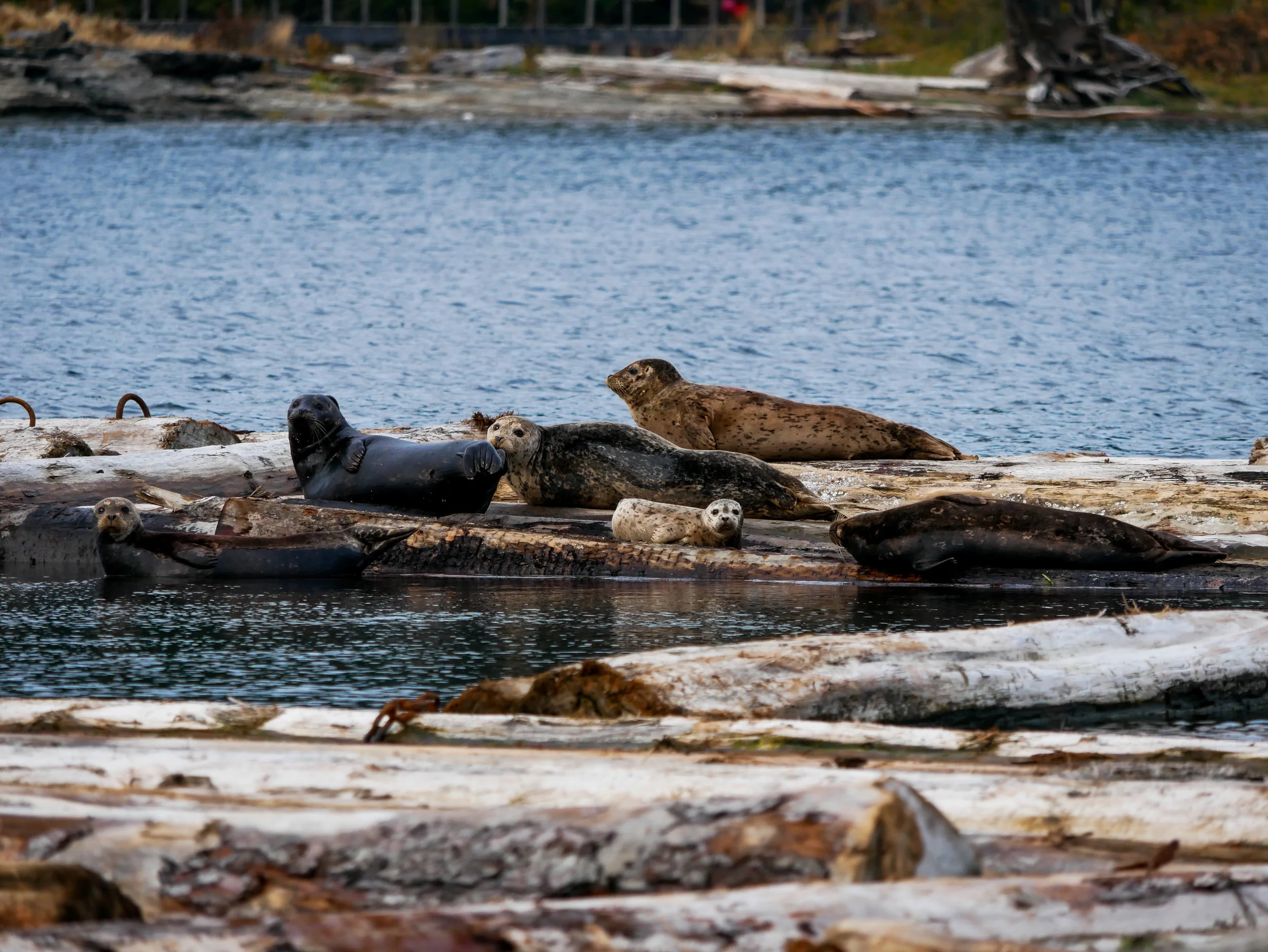 Look at the cute little harbour seal pup on the logs. Photo by Alanna Vivani - 3:30 tour.