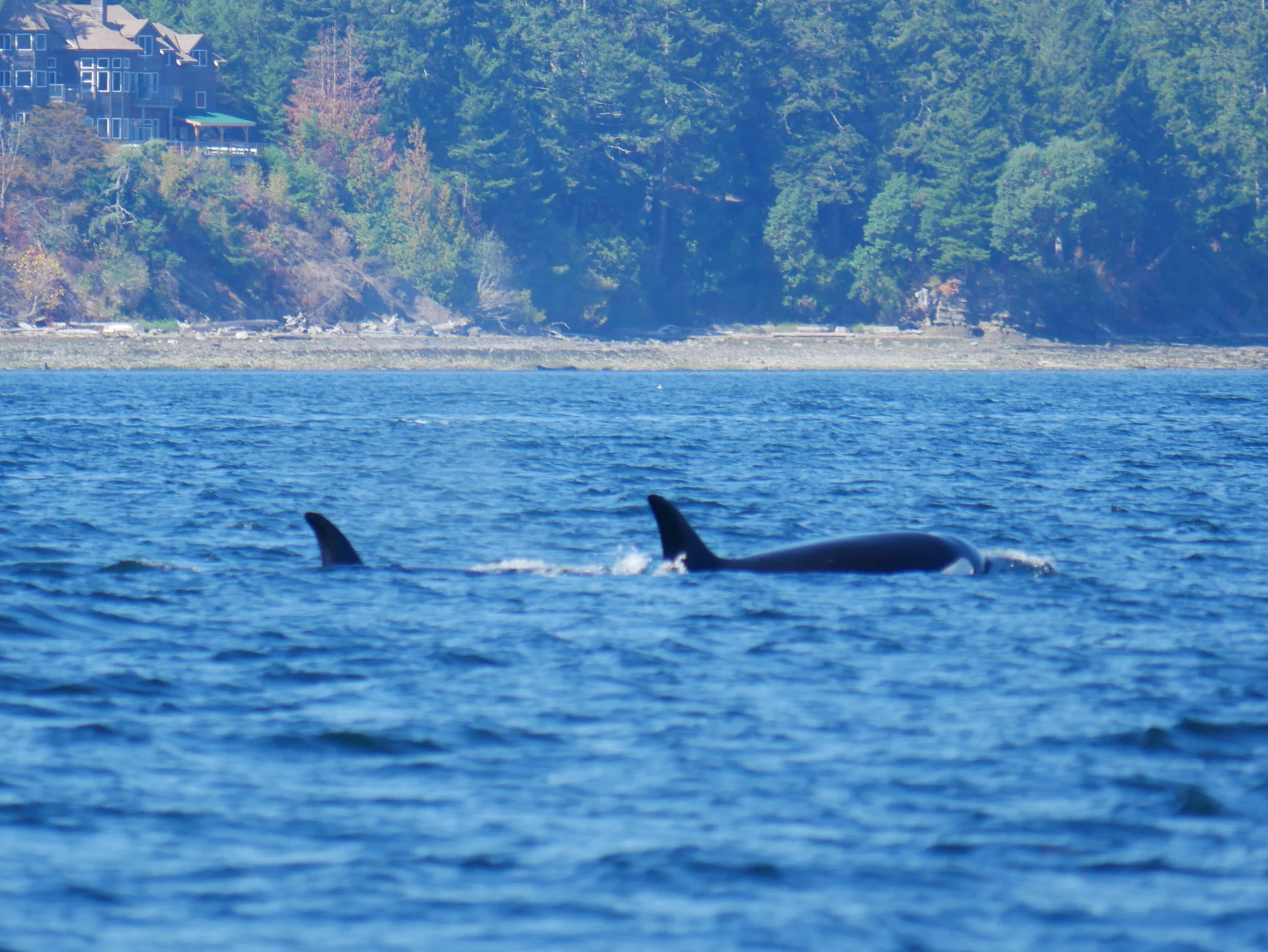 Heres a surface with the Saltspring shoreline in the background! Photo by Val Watson.