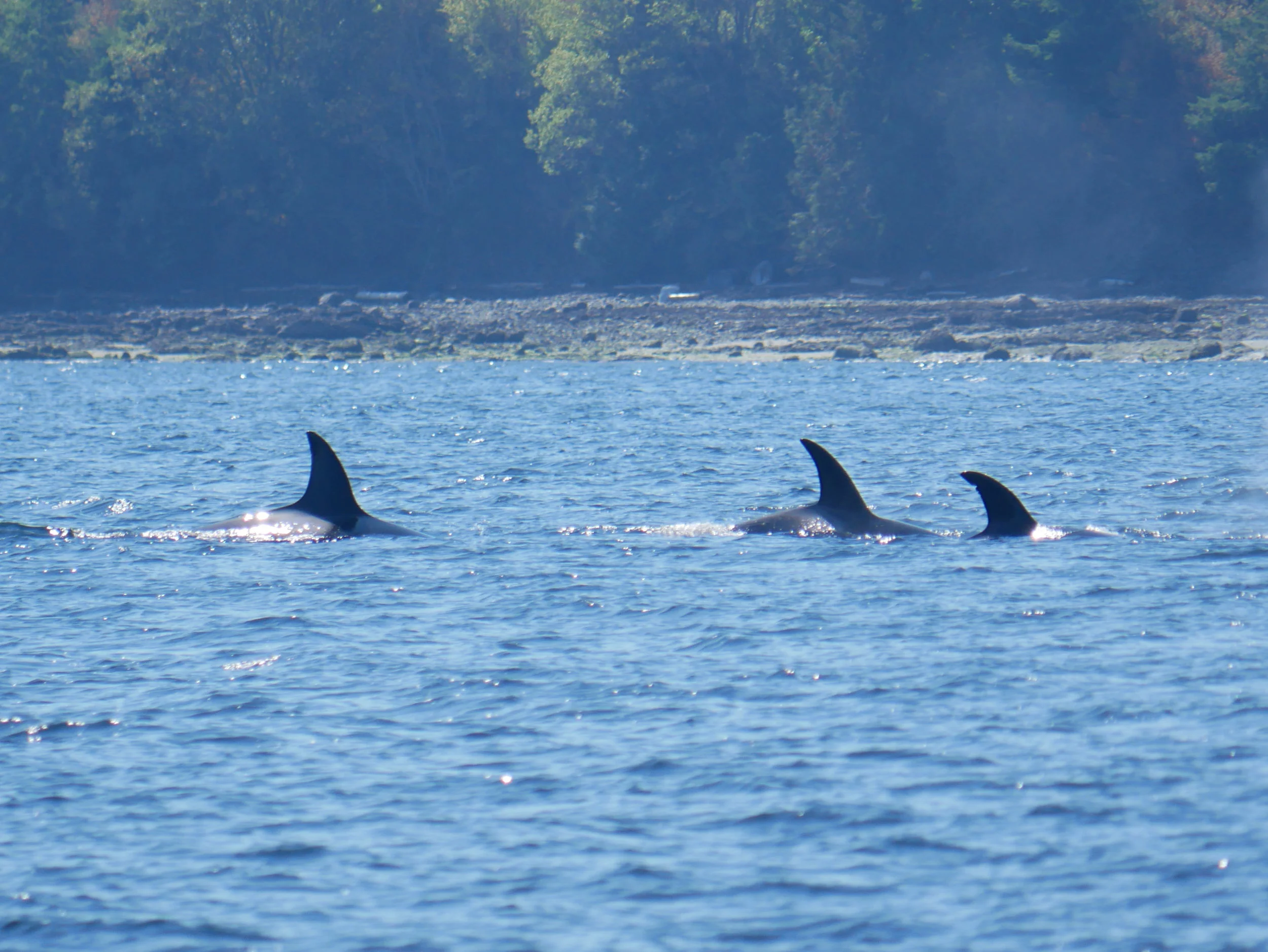 Three of the T99s surface together! Bella (left), Baracat (middle), and Holly (right). Photo by Val Watson.