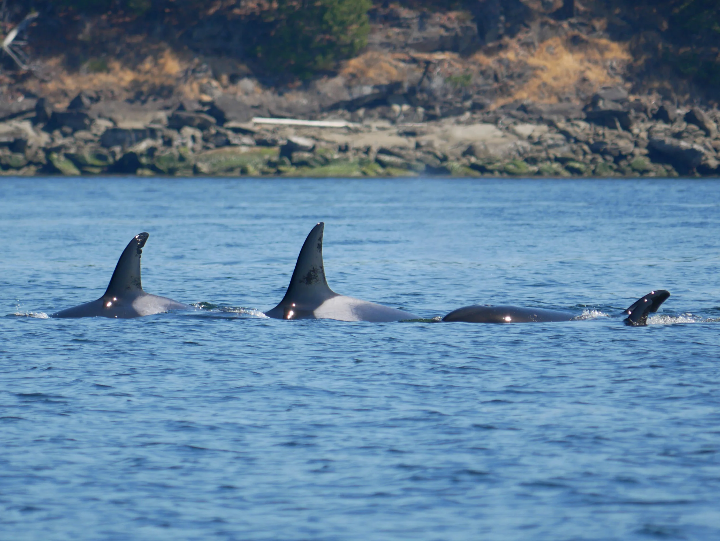 All four surface again together! Check out hollys nicks on the dorsal fin on the left. Photo by Val Watson.