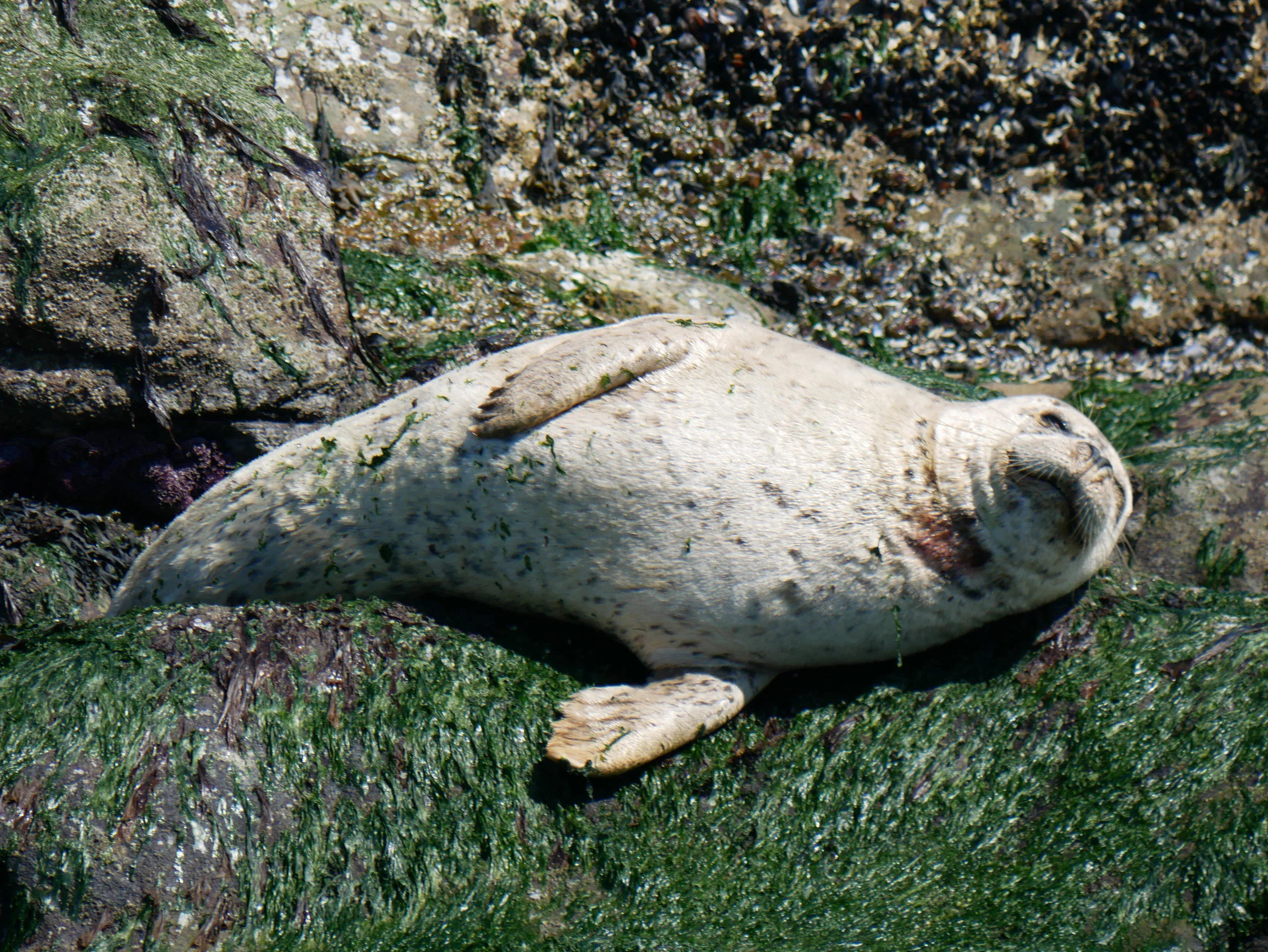 Happy, lazy harbour seal! Photo by Val Watson.