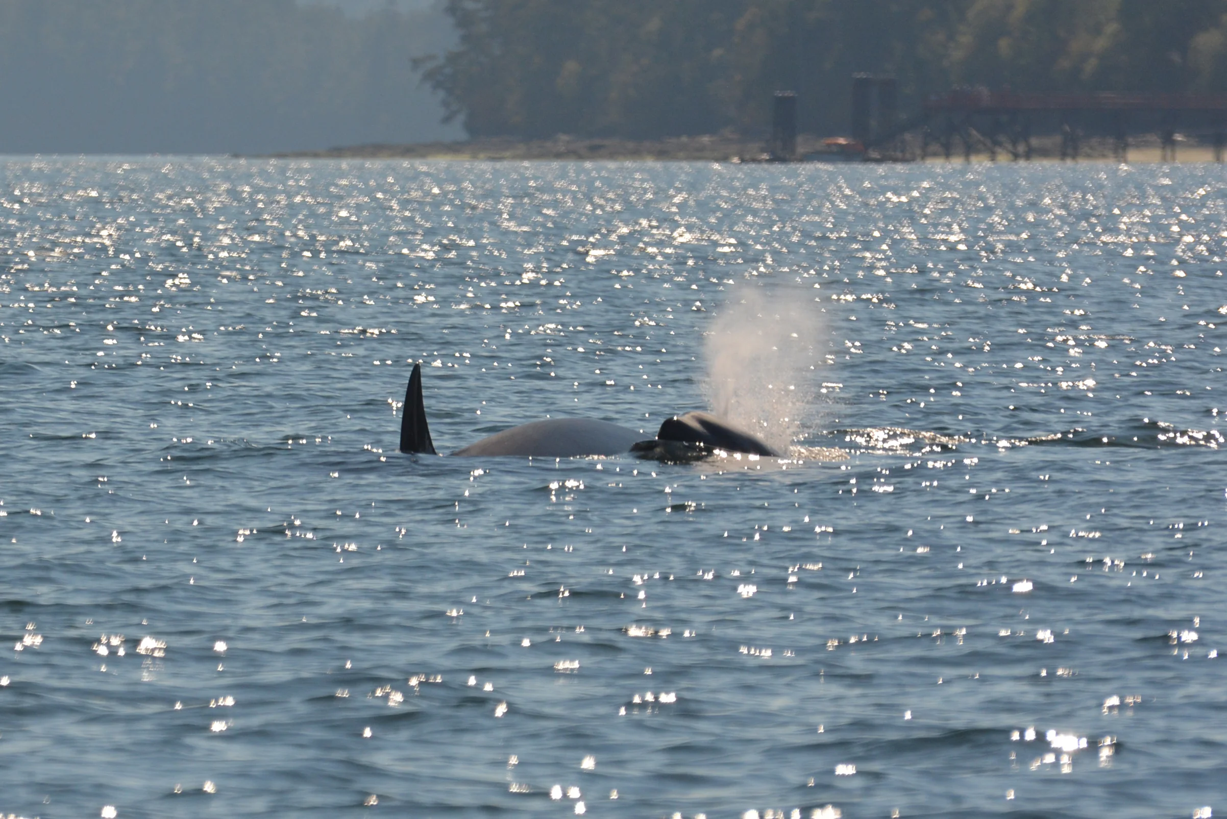 Big breath coming to the surface! Photo by Rodrigo Menezes.