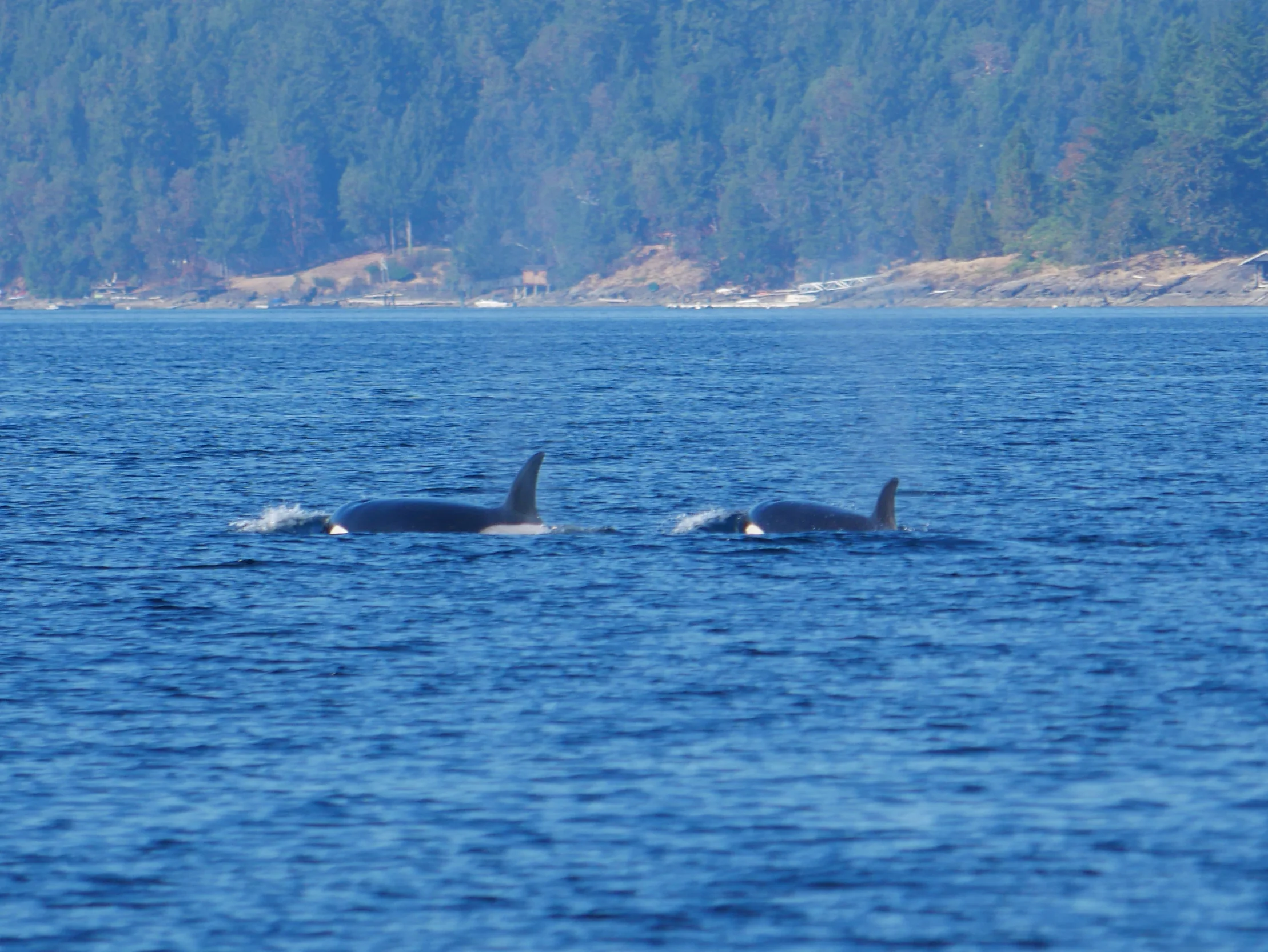 Bella and one offspring travelling away from the boat. Photo by Rodrigo Menezes.