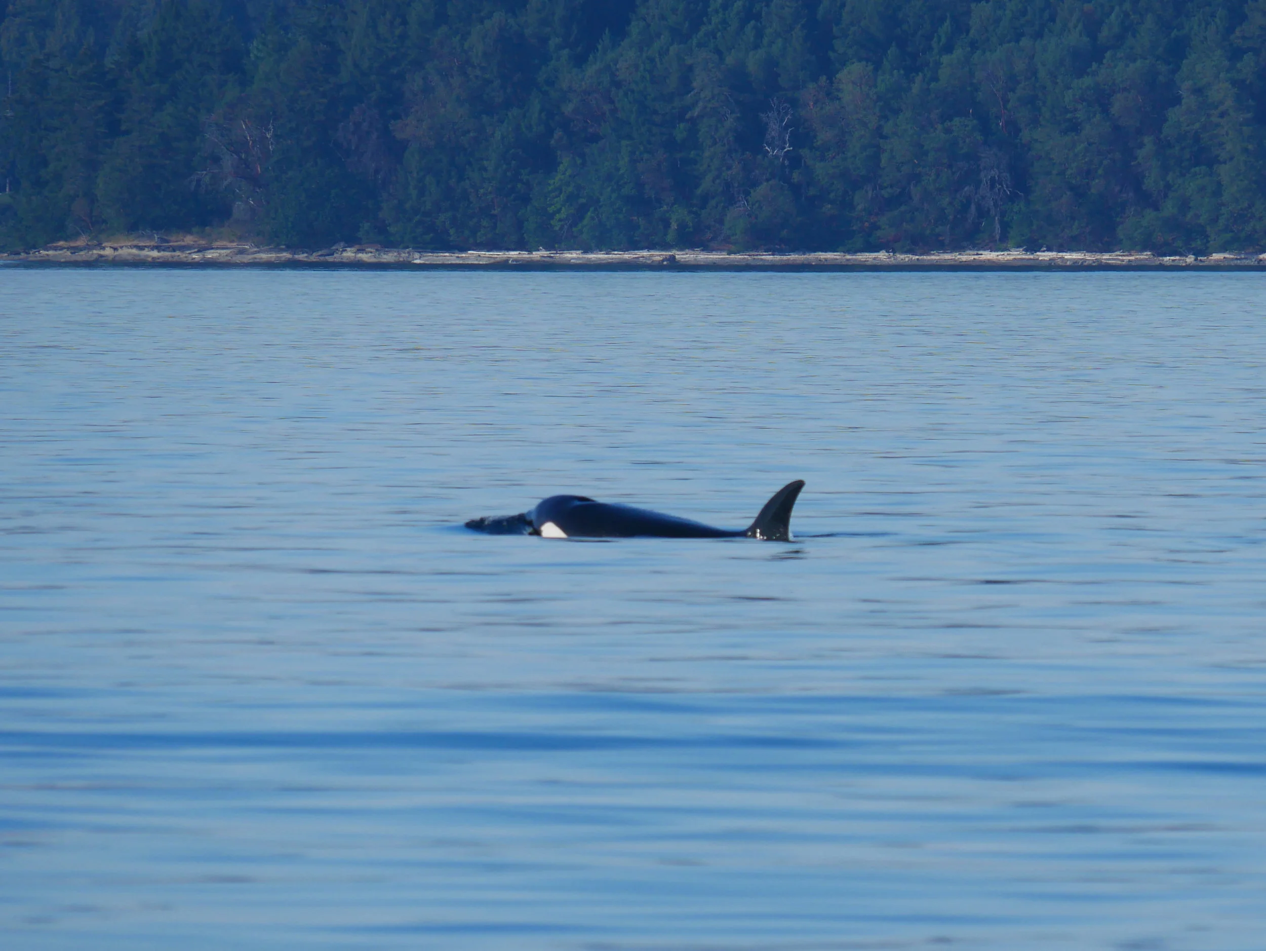 Swimming away! Goodbye T99s! Photo by Rodrigo Menezes. 