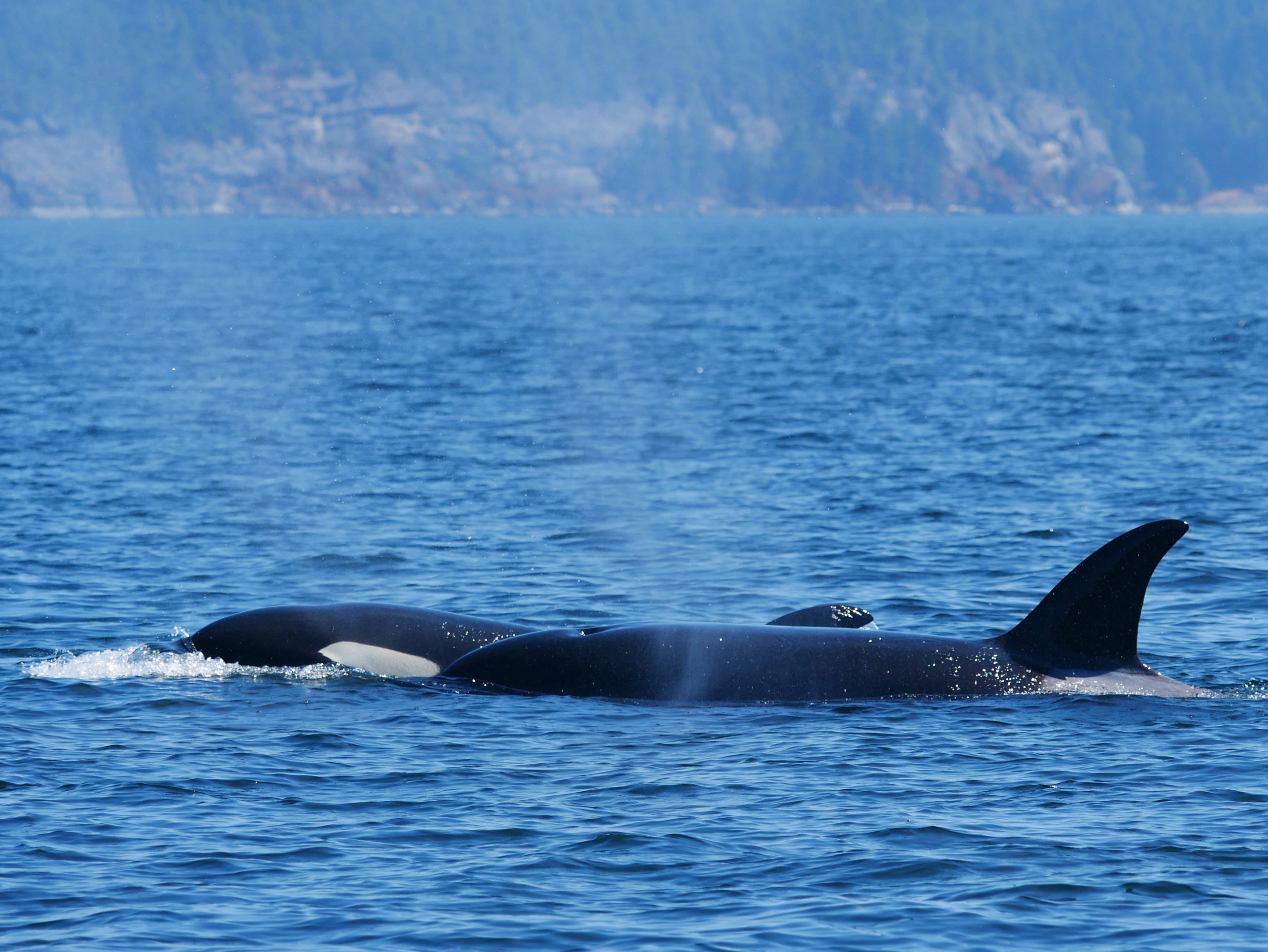August 27, 2018 - T99s around Saltspring Island!