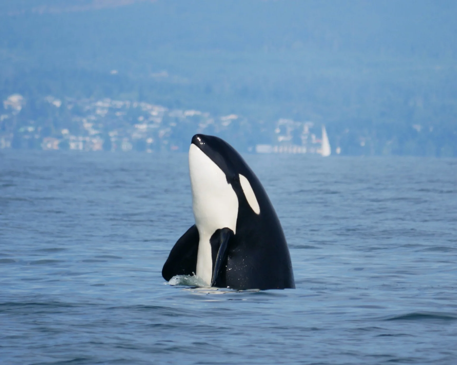 August 28, 2018 - T99's hunting near Nanaimo and again in the Strait of Georgia