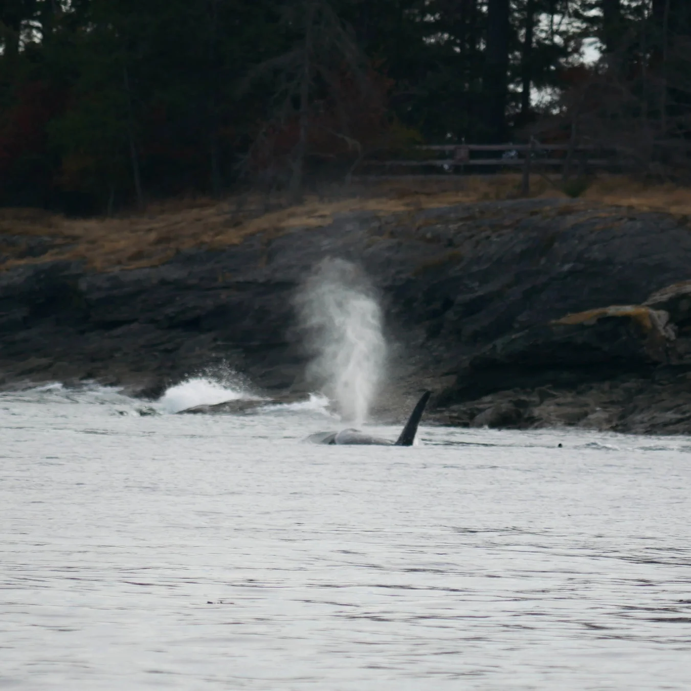 August 29, 2018 - T36's traveling in the Strait of Georgia