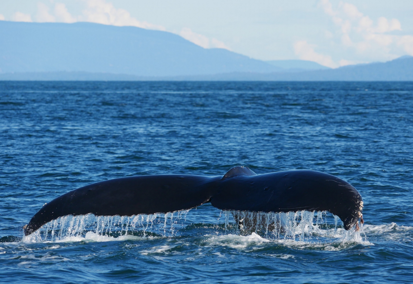 August 30, 2018 - Humpbacks, orcas, porpoises, what more could you want?!