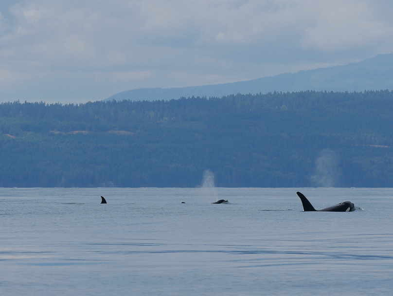 September 1, 2018 - The T100's and 3 humpback whales!